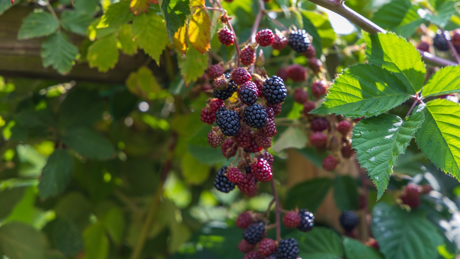 This bush features thorny stems adorned with serrated green leaves and clusters of shiny black berries that glisten in the sunlight.
