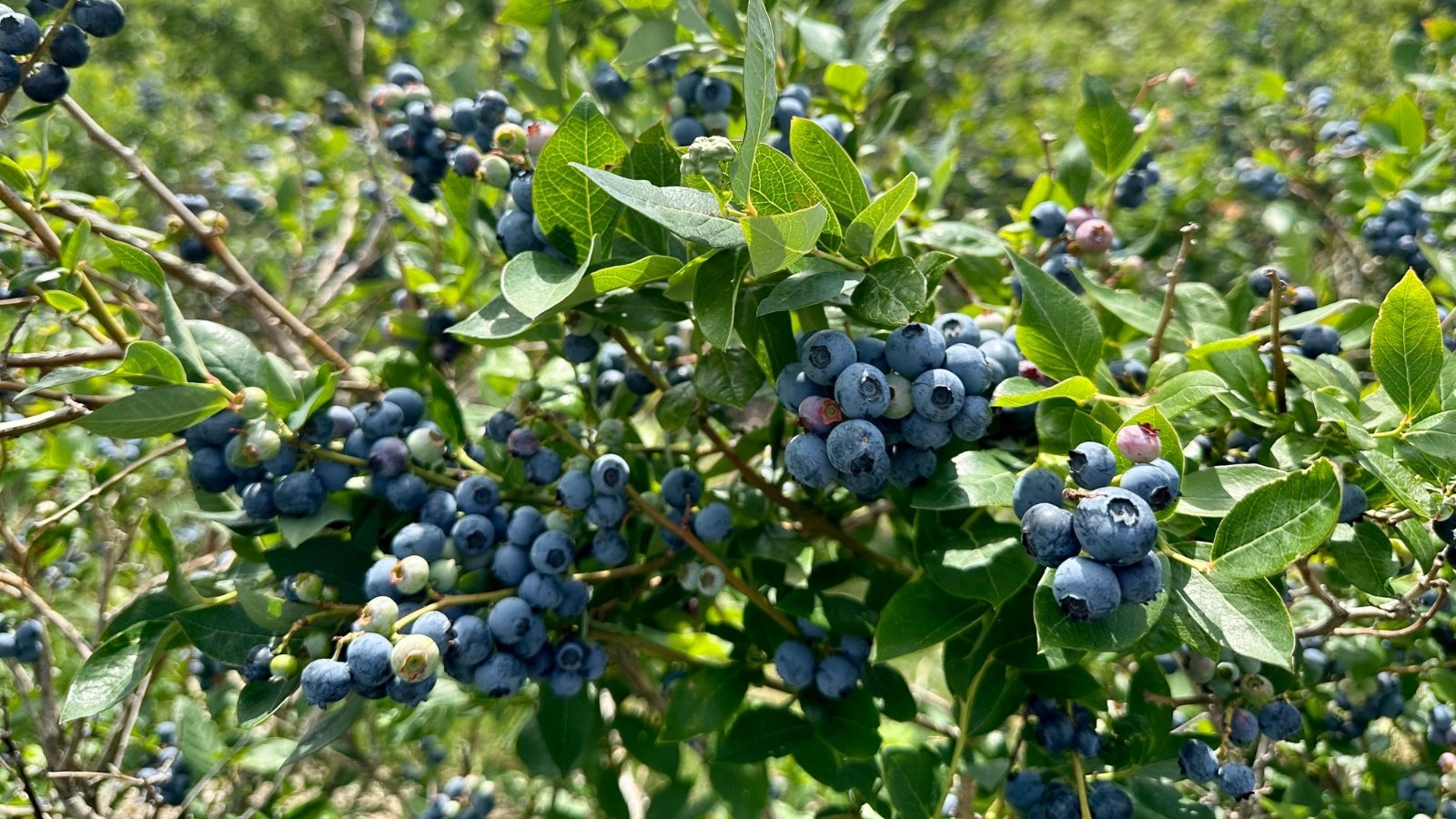 Plump blue berries hang in small bunches, surrounded by rich green leaves in a sunny garden.