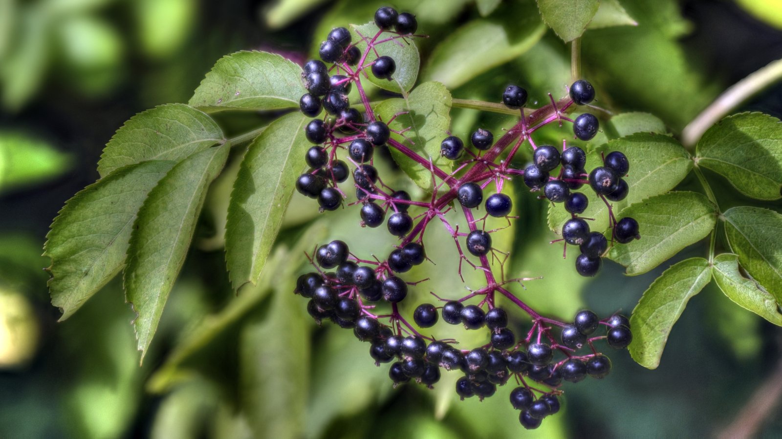 This bush boasts dark green, lobed leaves and large clusters of small, dark purple berries growing on purple stems.