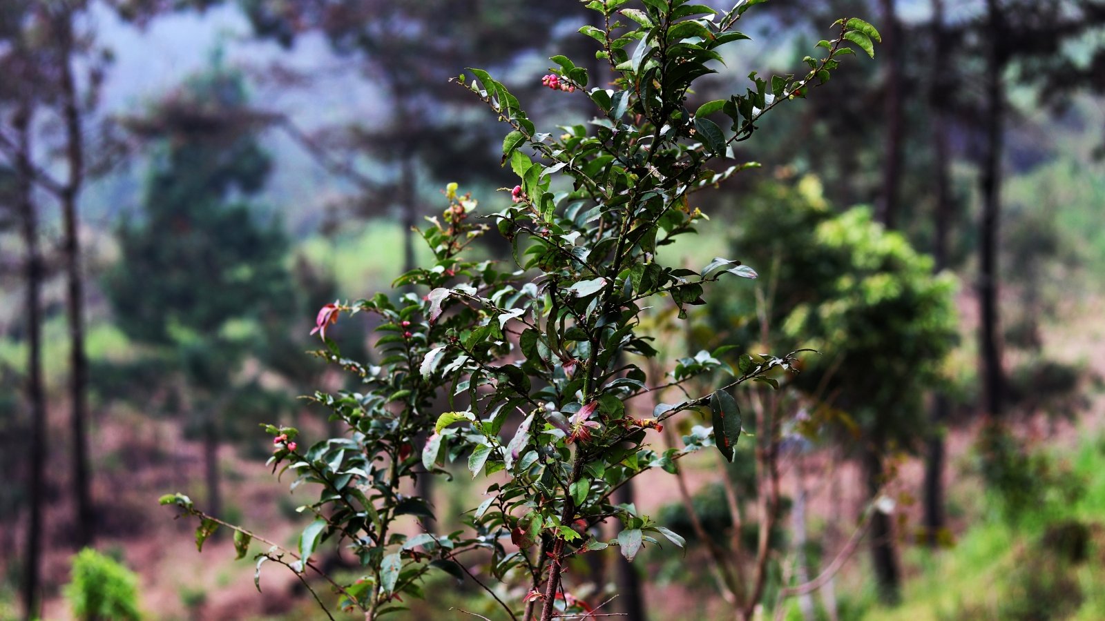 This evergreen shrub showcases leathery, dark green leaves and clusters of small, blue-black berries nestled among its foliage.
