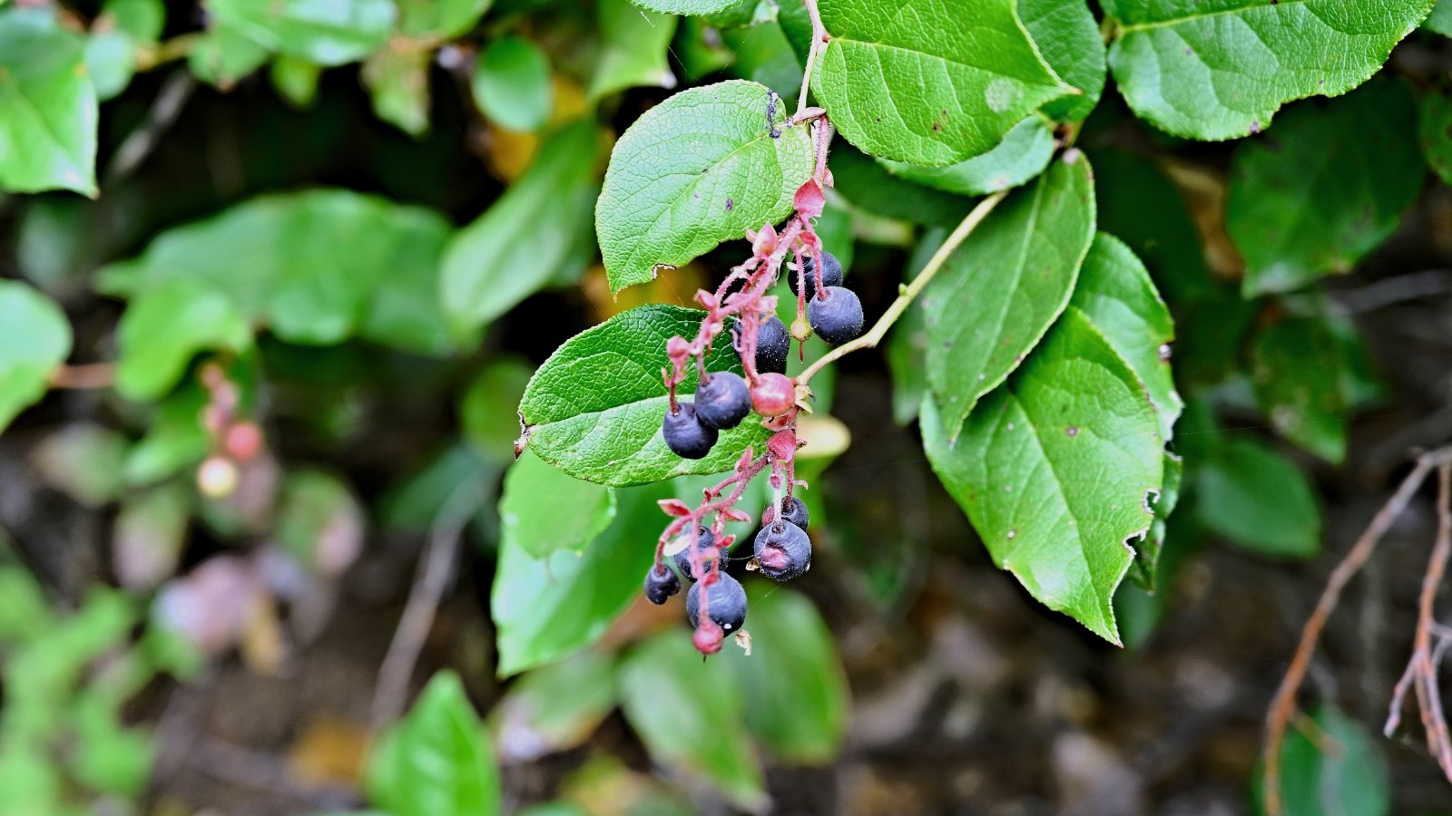 Dark green, leathery leaves cover this bush, which produces small, round, dark purple berries.
