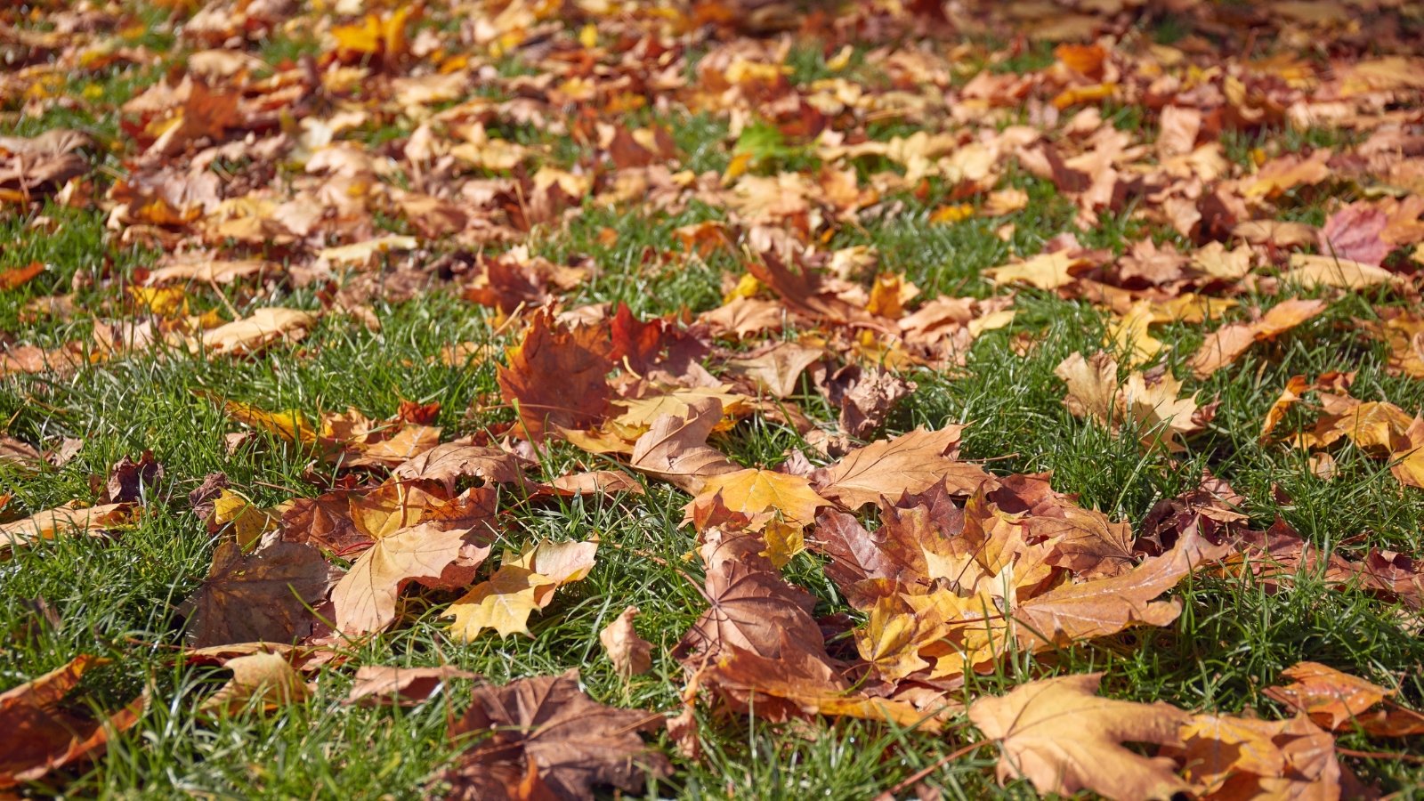 Bright orange and red maple leaves blanket the green grass in a sunny garden, creating a vibrant contrast against the lush backdrop.
