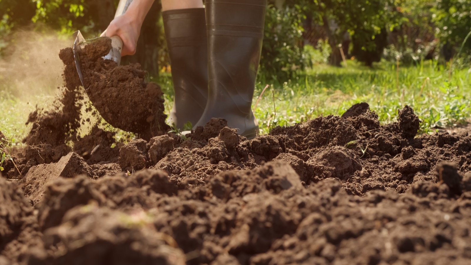 A gardener wearing black rubber boots stands poised with a shovel in hand, ready for gardening tasks. They diligently dig into the rich brown soil, meticulously preparing the ground for planting.