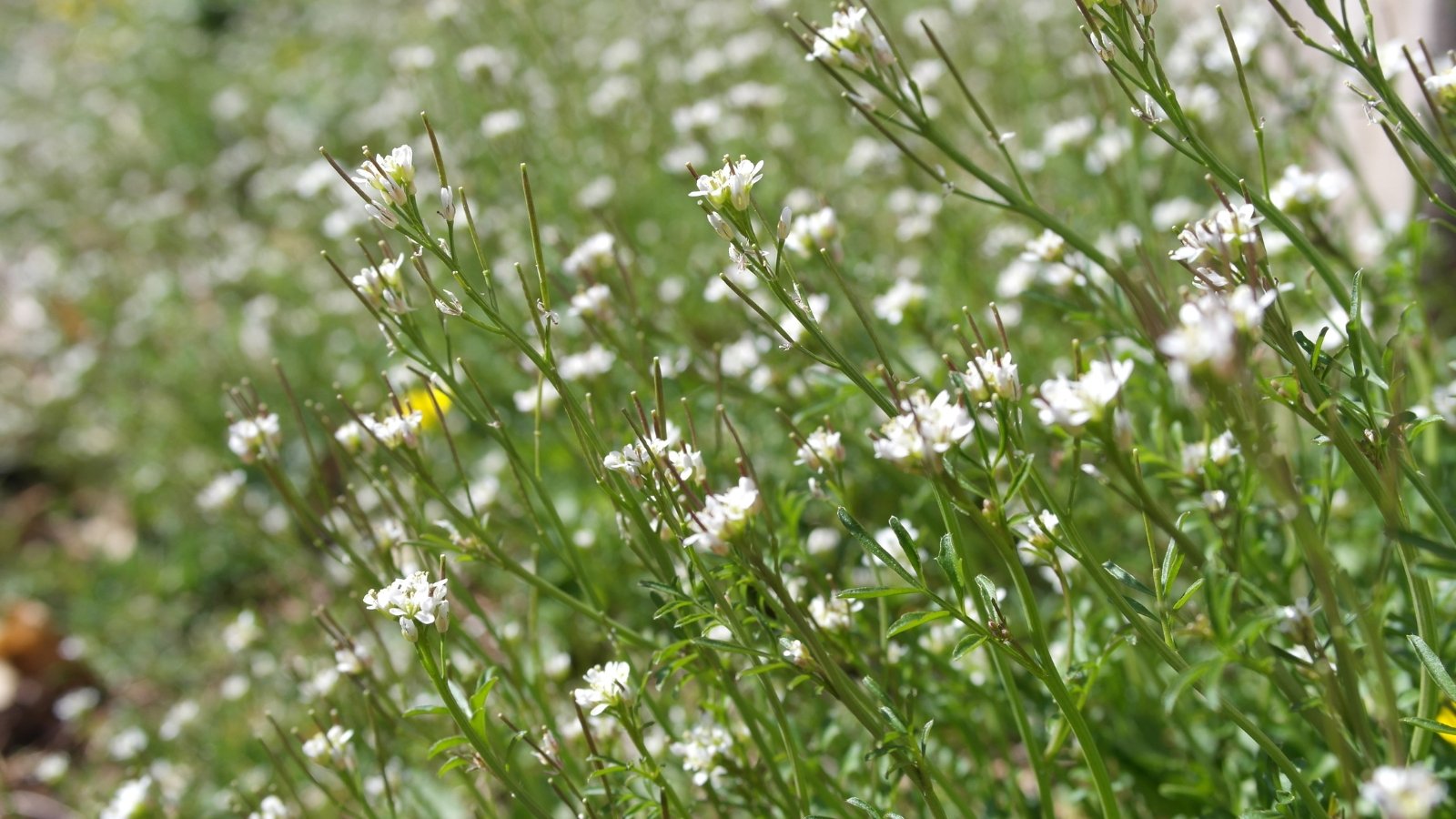 An abundance of hairy bittercress with pretty white flowers, covering the lawn, acting as a ground cover.