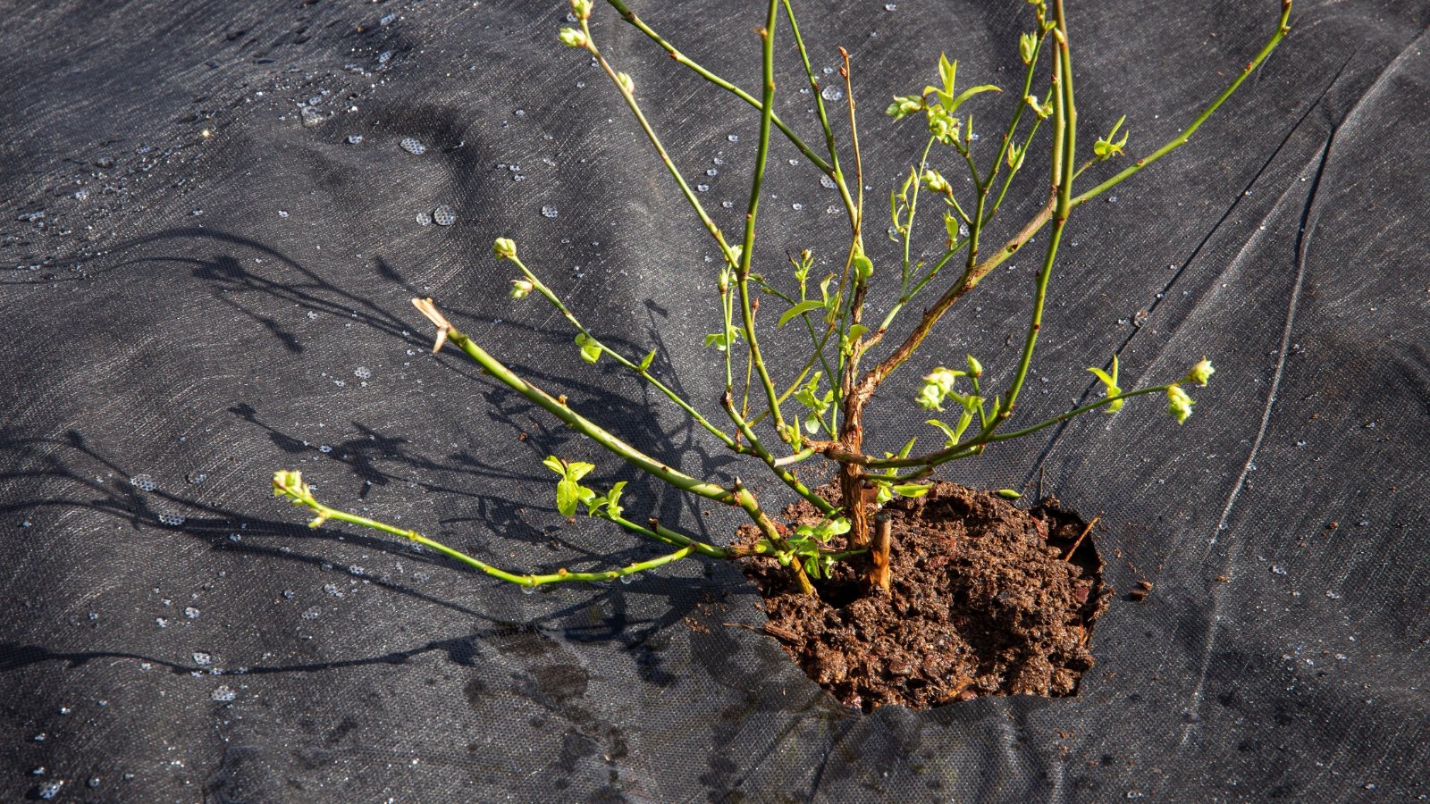 A black lawn fabric covering the ground around the plant.