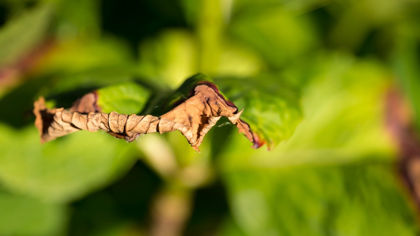 Close-up of a green leaf with a brown, curled, dry tip due to disease.