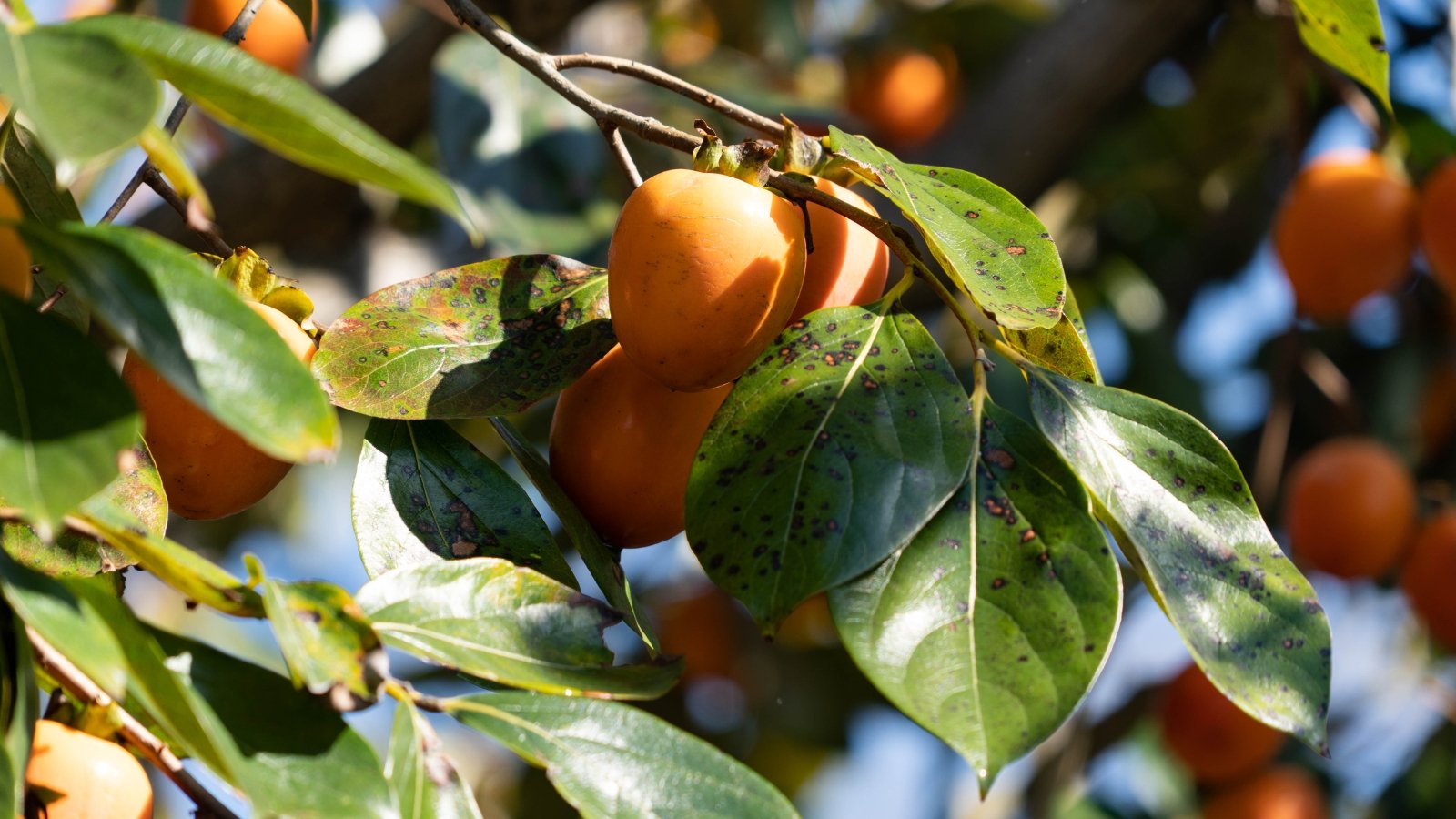 A tree with vibrant orange fruits and leaves showing dark spots from leaf spot disease.
