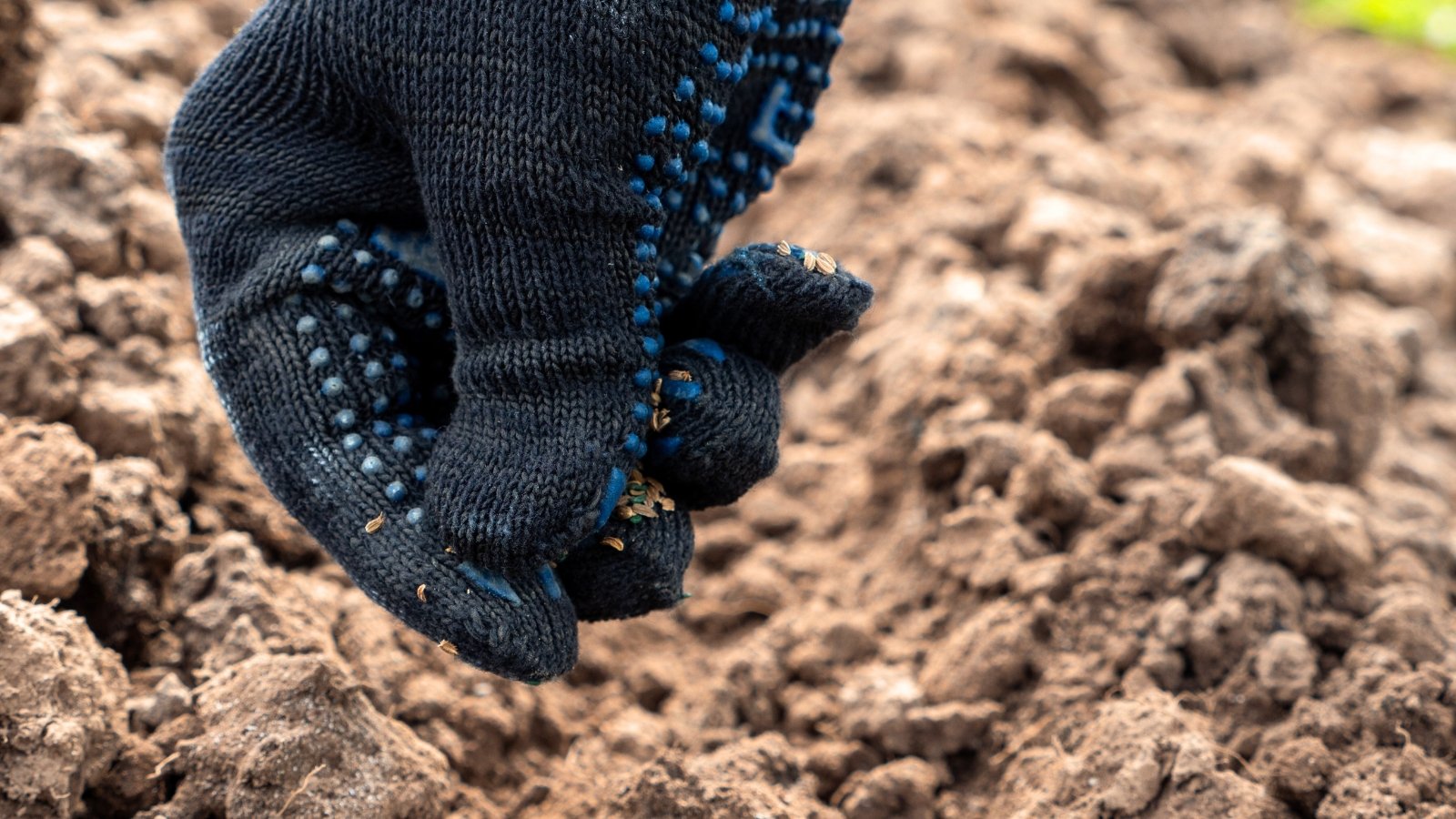 A hand in a black and blue glove carefully drops tiny seeds into a shallow furrow in the garden soil.
