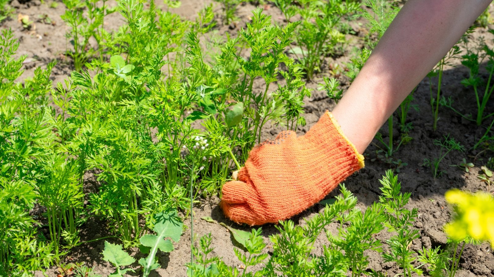 A woman in an orange glove carefully pulls weeds from the soil around tender green shoots.
