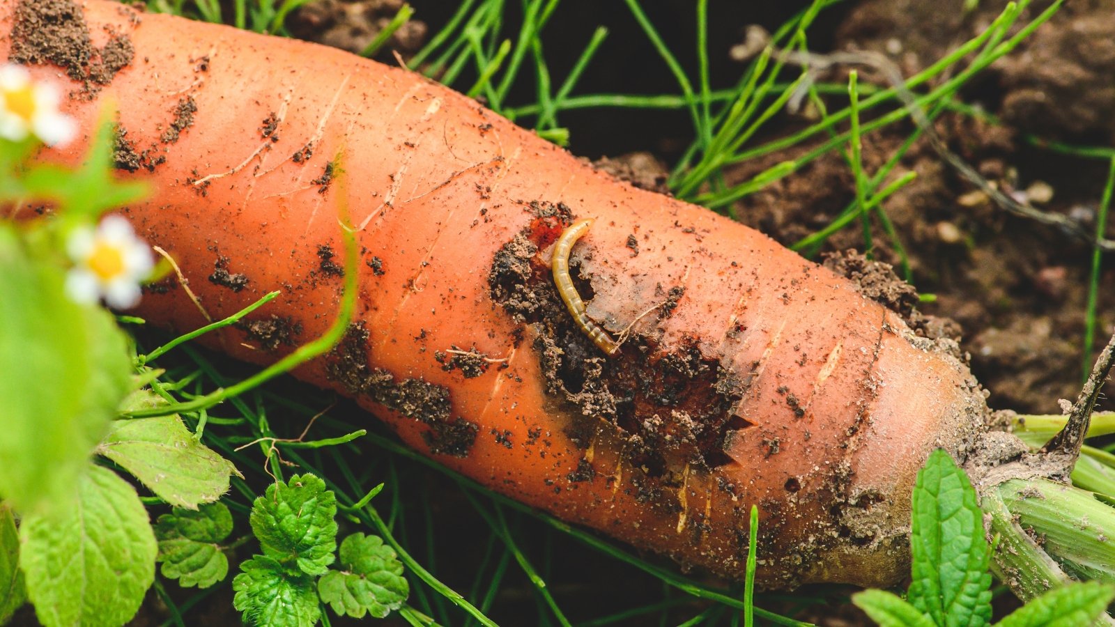 A small carrot rust fly worm burrows into the orange flesh of a carrot root, leaving visible damage on the surface.
