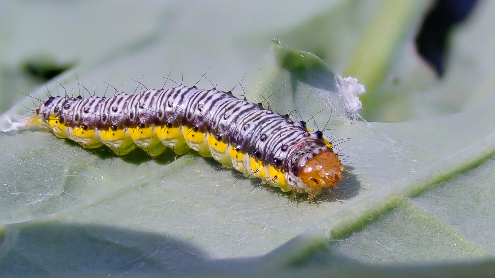 А dark blue-green caterpillar with black stripes and yellow spots feed on the leaf.
