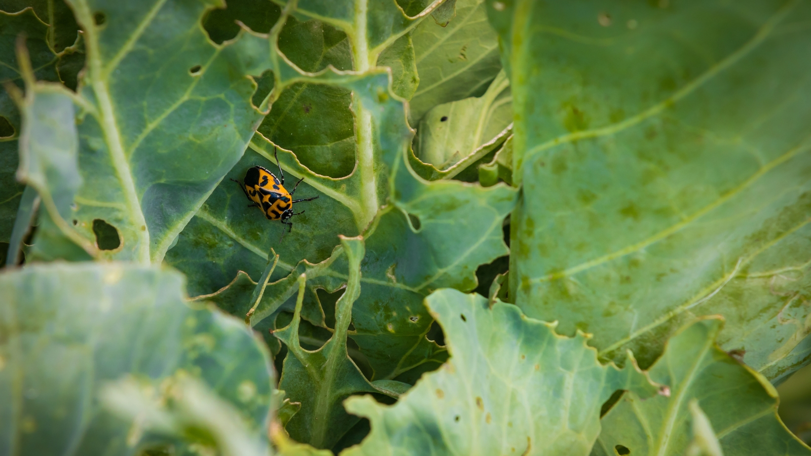 Close-up of a beetle with a striking shield-shaped body featuring bold black and yellow markings, feeding on waxy leaves.
