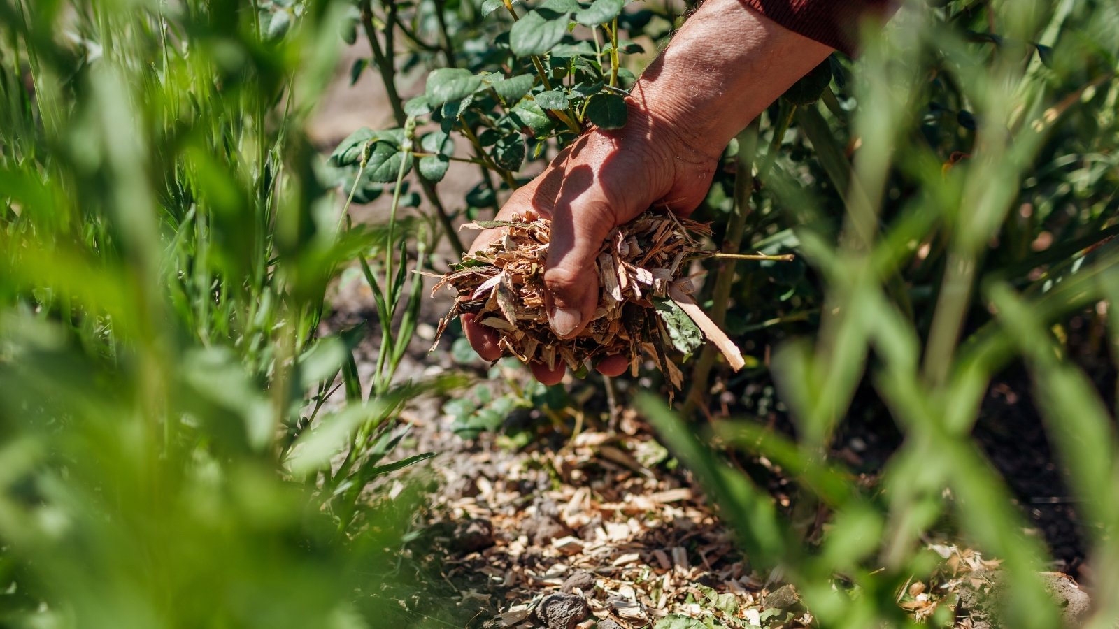 A gardener adding mulch to the soil in their planter with a variety of plants.