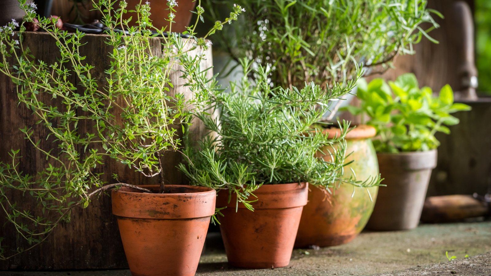 Several medium and large terracotta pots filled with a mix of green plants, placed neatly by a door on a charming brick porch.