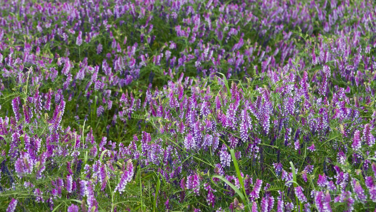 A dense patch of flowering vetch, with vibrant purple flowers dotting the landscape. The thin, delicate green stems have small, lance-shaped leaves, providing a soft, wispy appearance as they sway among the purple blossoms.