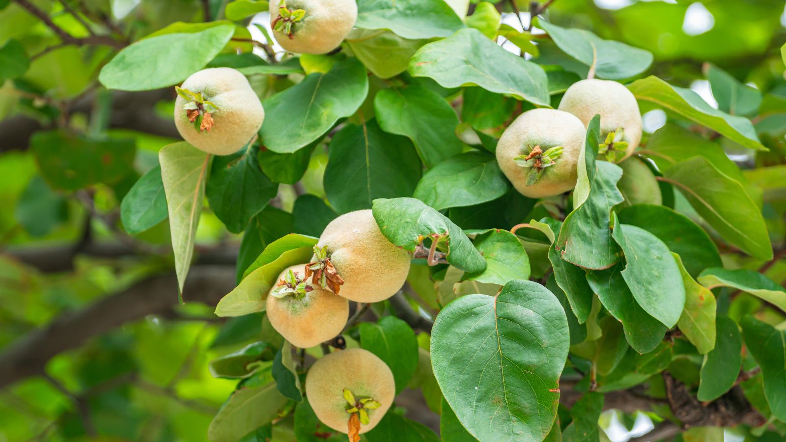 A shot of multiple young and unripe fruits from a pear-shaped fruit bearing tree in a well lit area outdoors