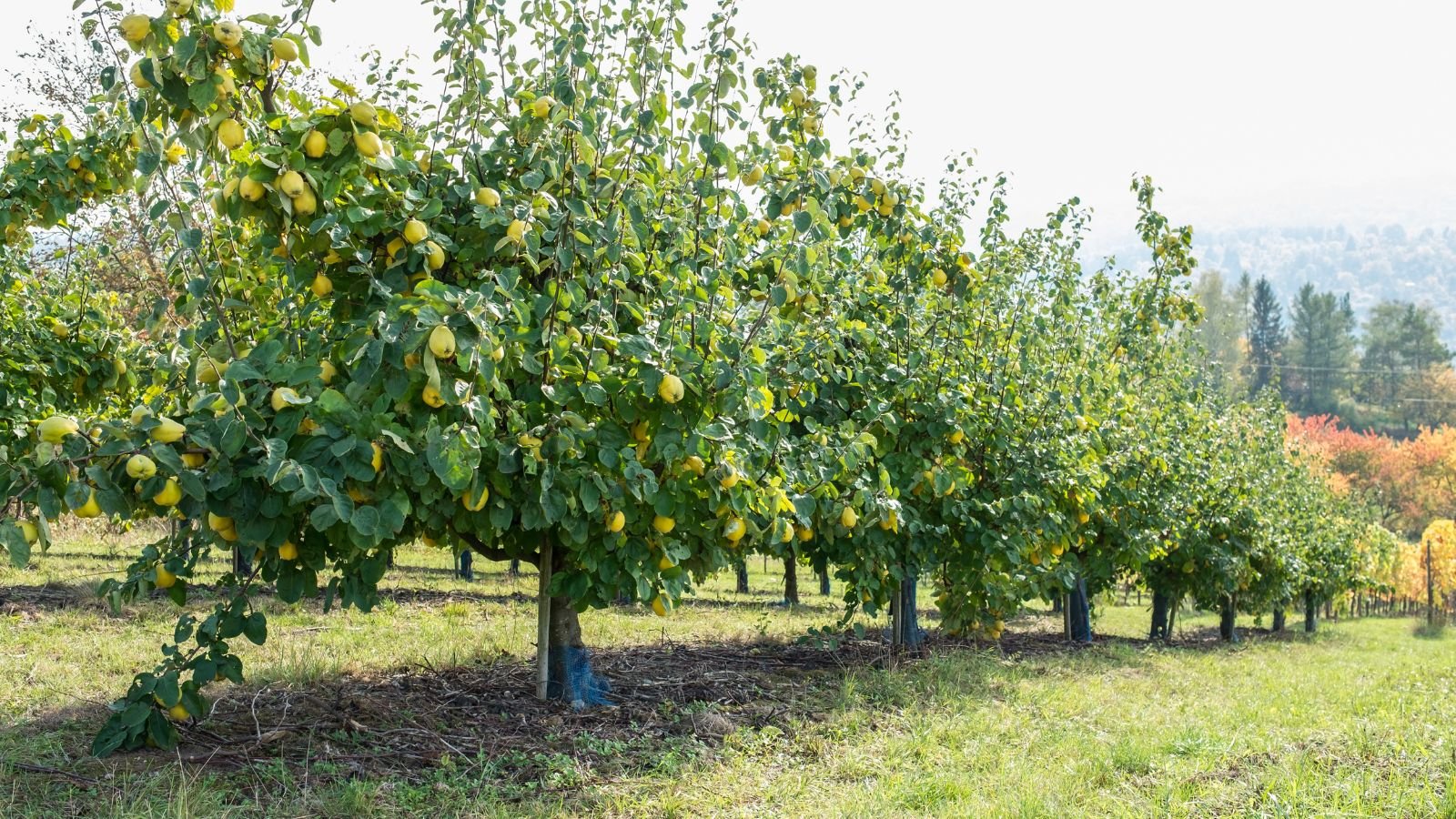 A shot of multiple rows of pear-shaped fruit bearing trees in a well lit area outdoors