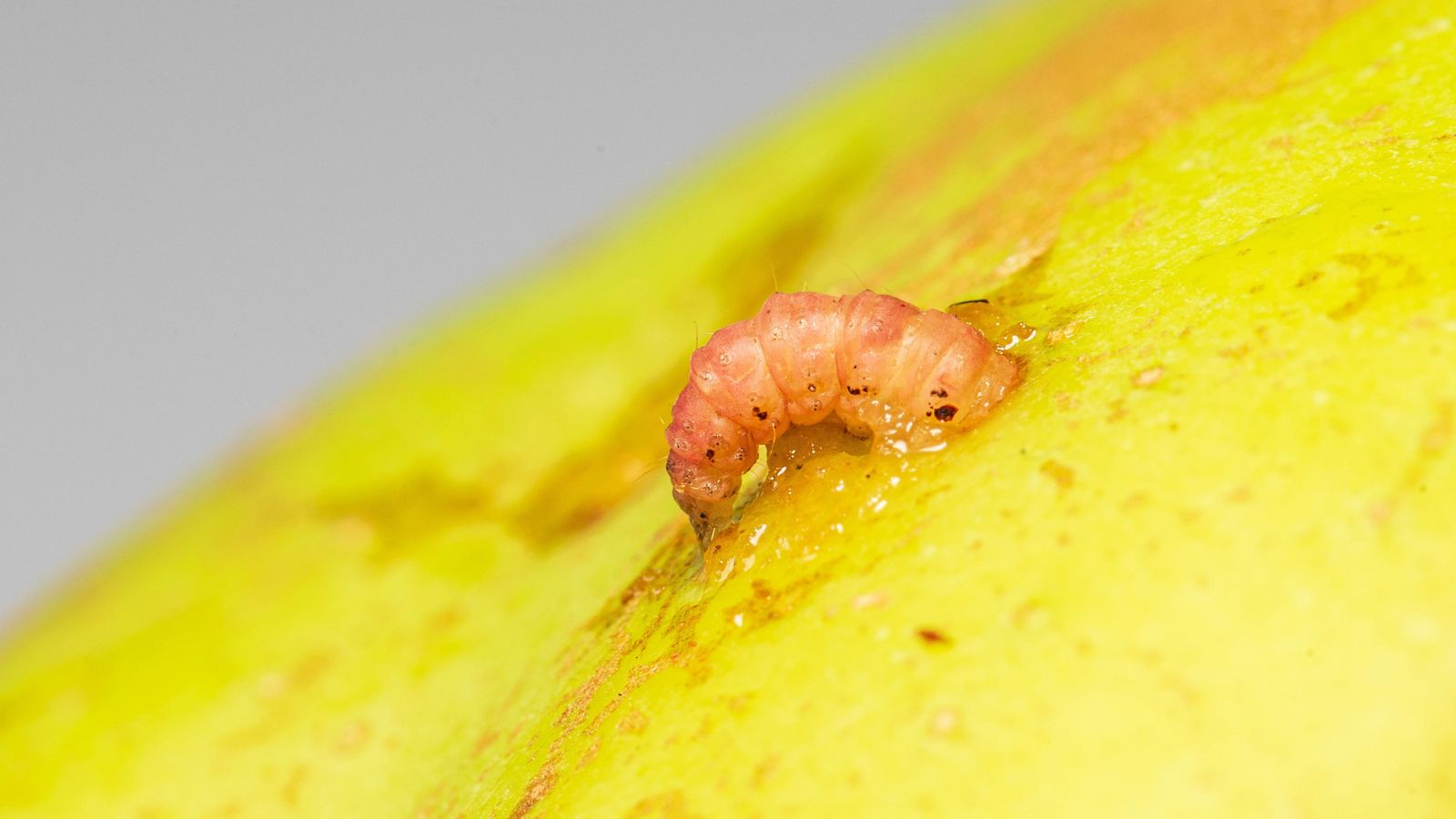 A focused shot of a larva of the codling moth emerging from the pear-shaped fruit