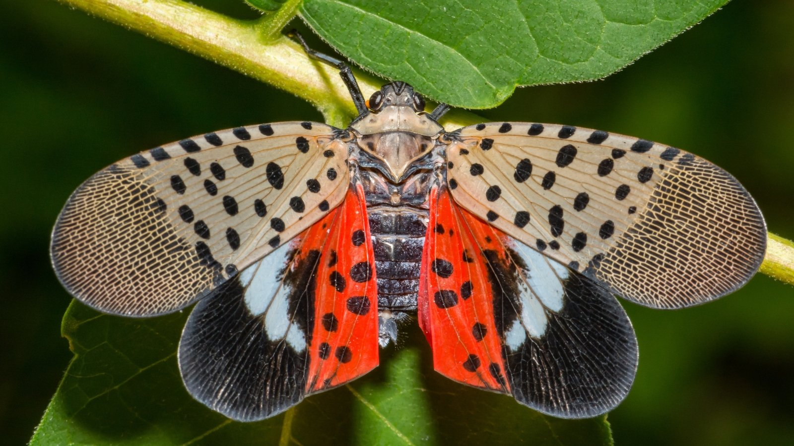 This pest's body is sleek and slender, exhibiting a mix of dark, grayish tones and unique black spots, while its expansive wings feature a vivid red hue that stands out against its muted exterior.