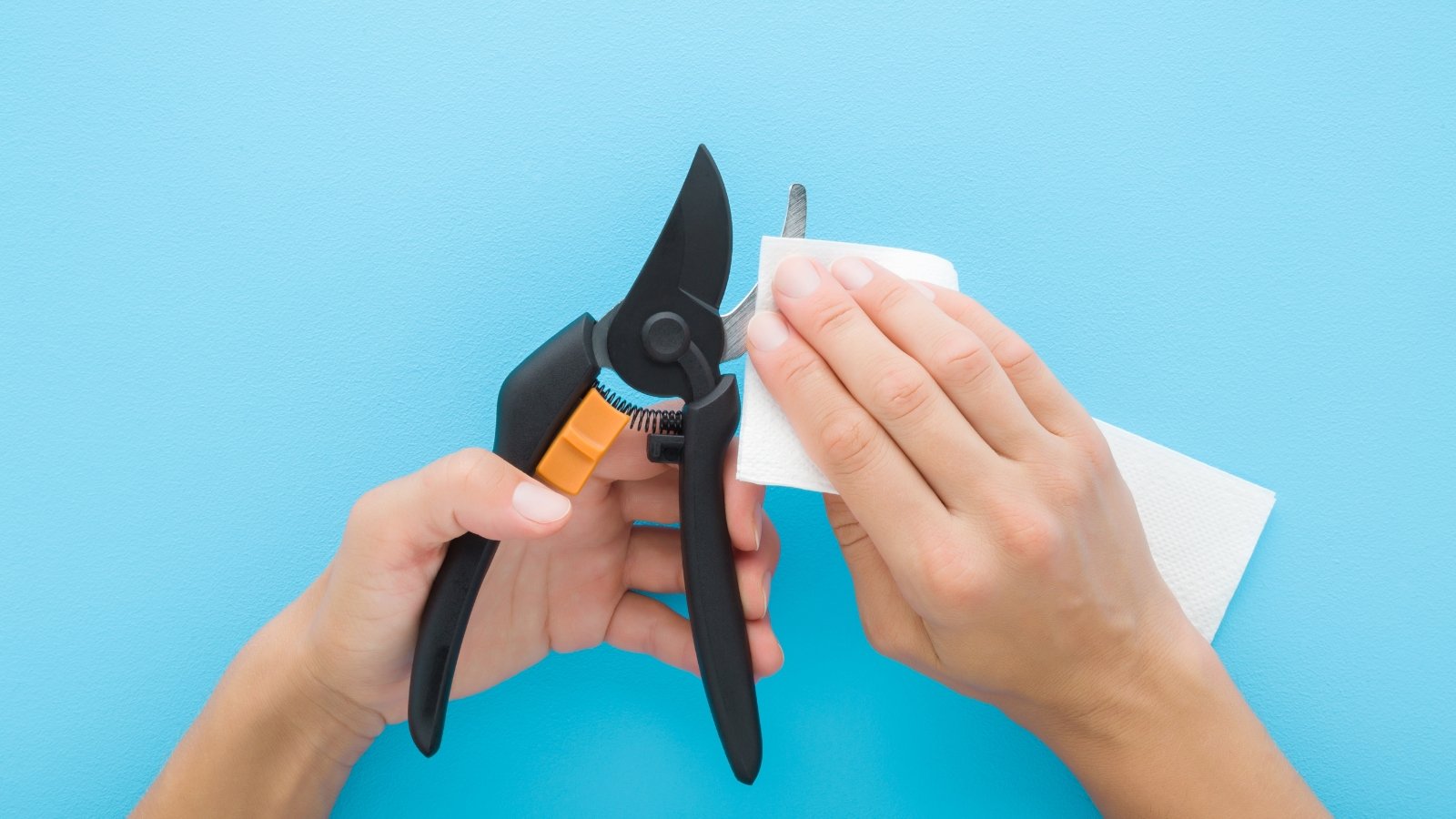 Hands wiping a pruner with a white cloth against a bright blue background, focusing on thorough cleaning and maintenance.