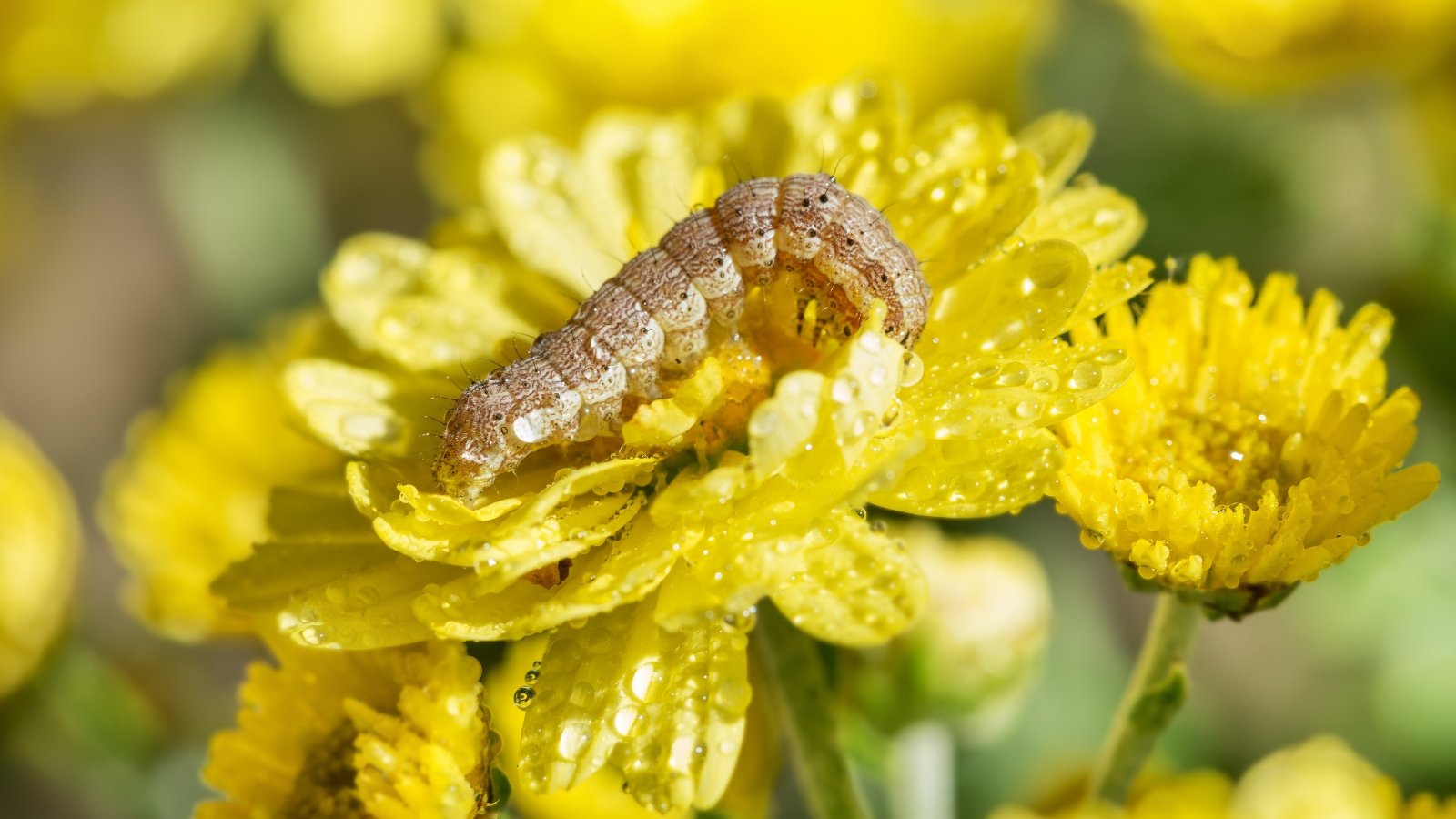 A thick, brown caterpillar with a segmented body crawls on the vibrant yellow petals of a mum flower, surrounded by dark green, lobed leaves.
