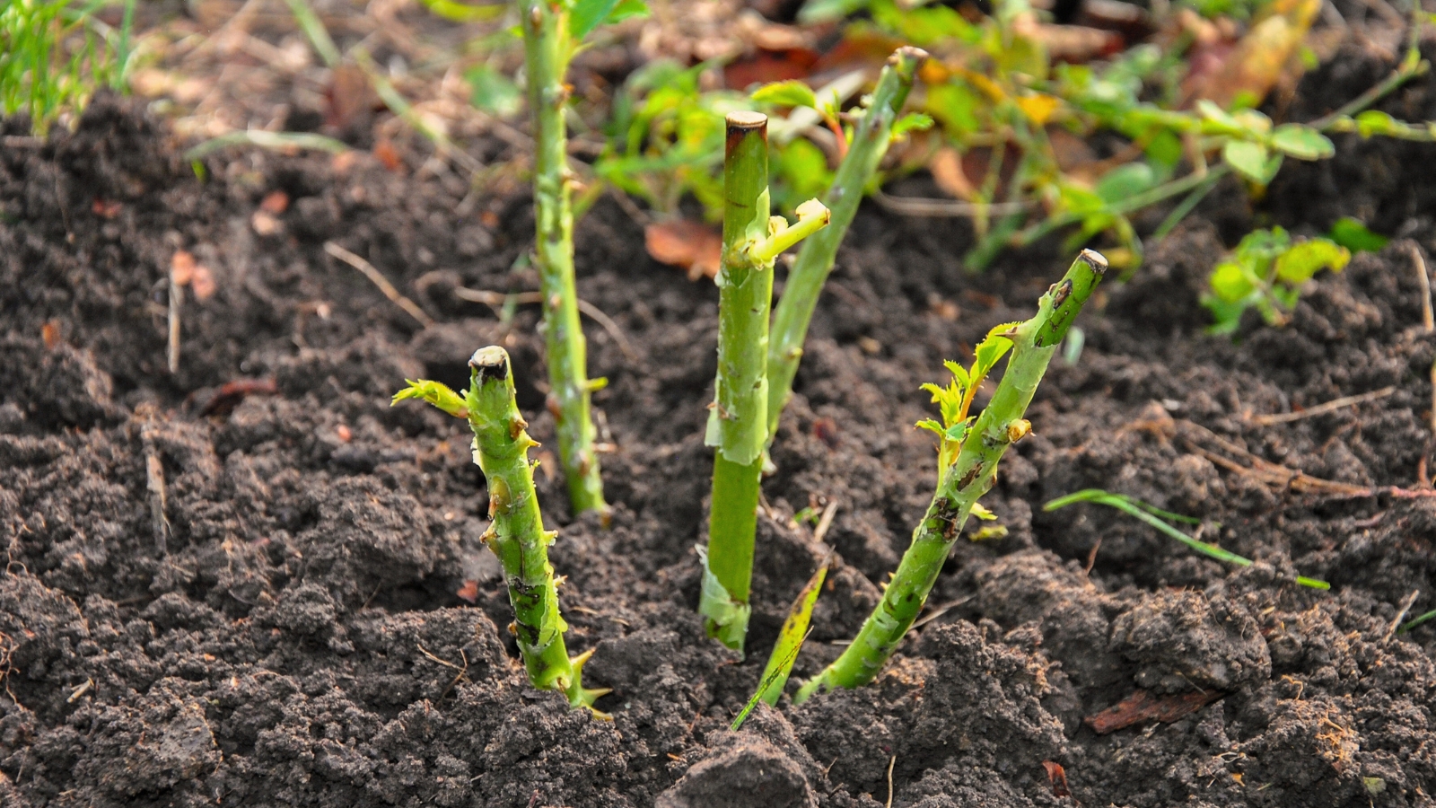 A freshly planted seedling with slender, thorny stems emerging from dark, nutrient-rich soil.
