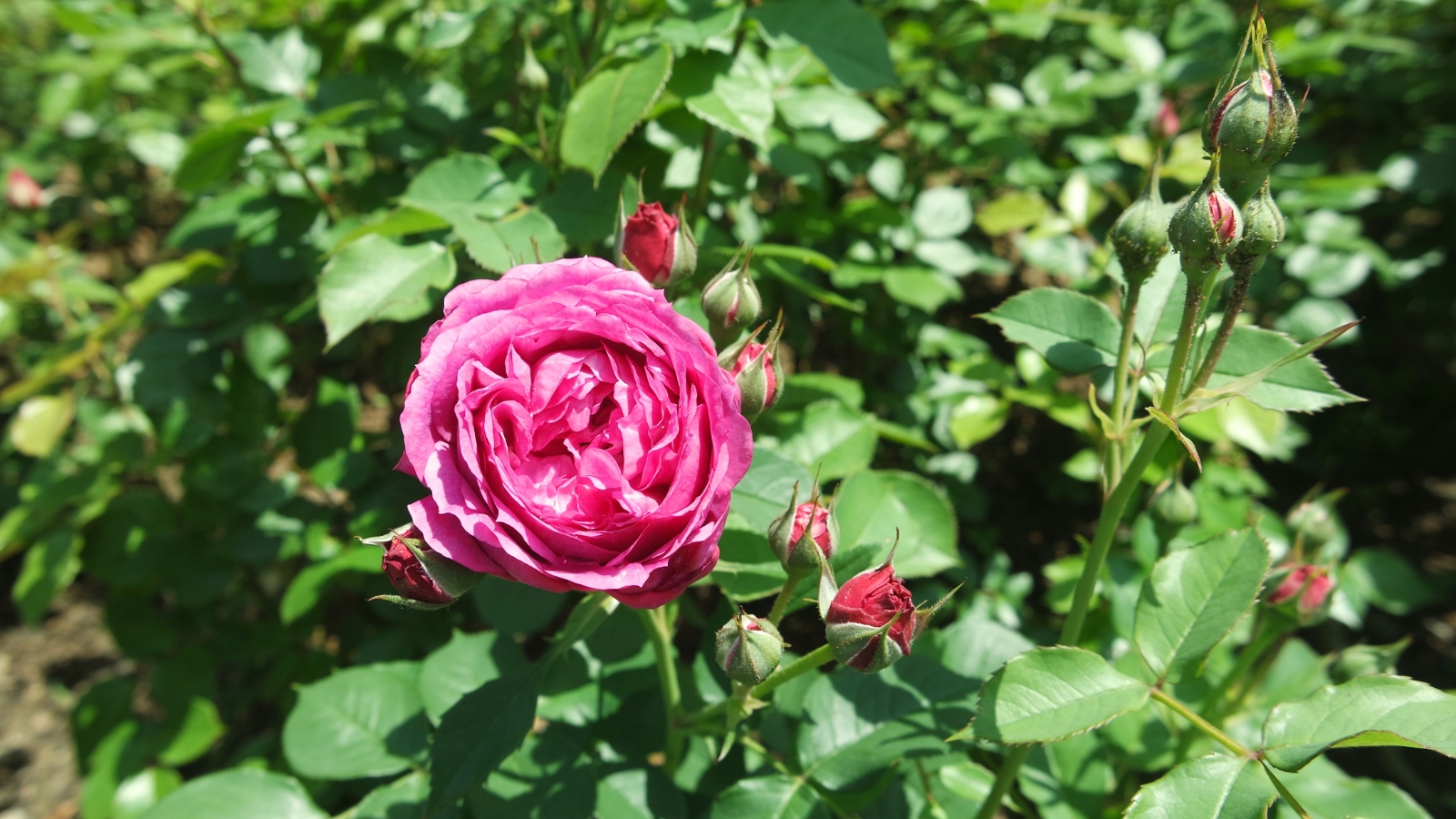 Multi-layered pink flowers and buds bloom vibrantly on a bush, surrounded by lush green leaves.
