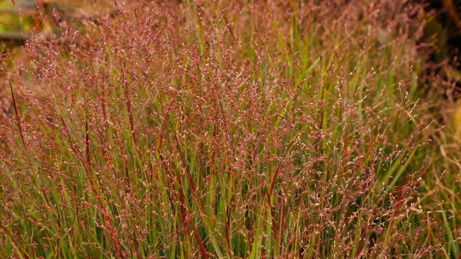 A profusion of tall, reddish-brown stems of Panicum virgatum topped with tiny, open sprays of seeds, with green leaves tinged in burgundy providing an earthy, rustic backdrop.