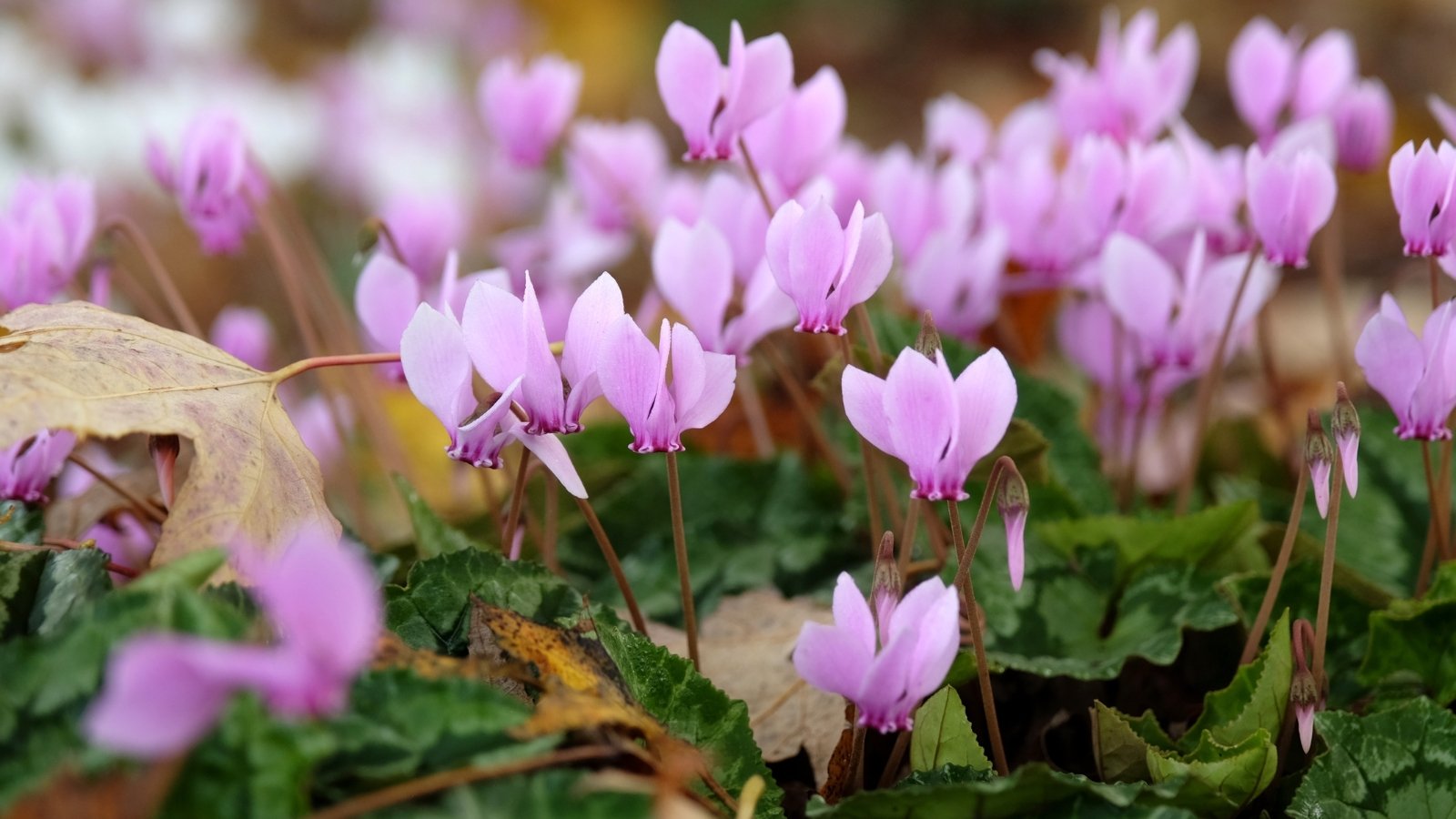 Delicate, upturned pink flowers sit atop slender stems, paired with heart-shaped, dark green leaves that display a prominent marbling of silver, creating an elegant contrast.