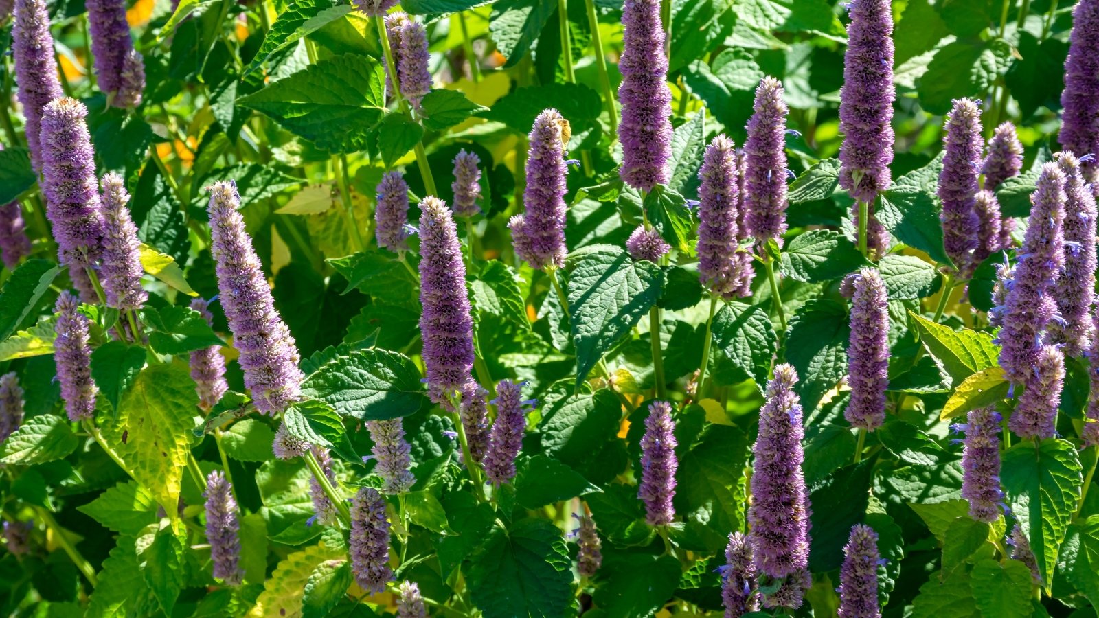 Tall, square stems bear clusters of purple flowers that rise above broad, green green leaves.