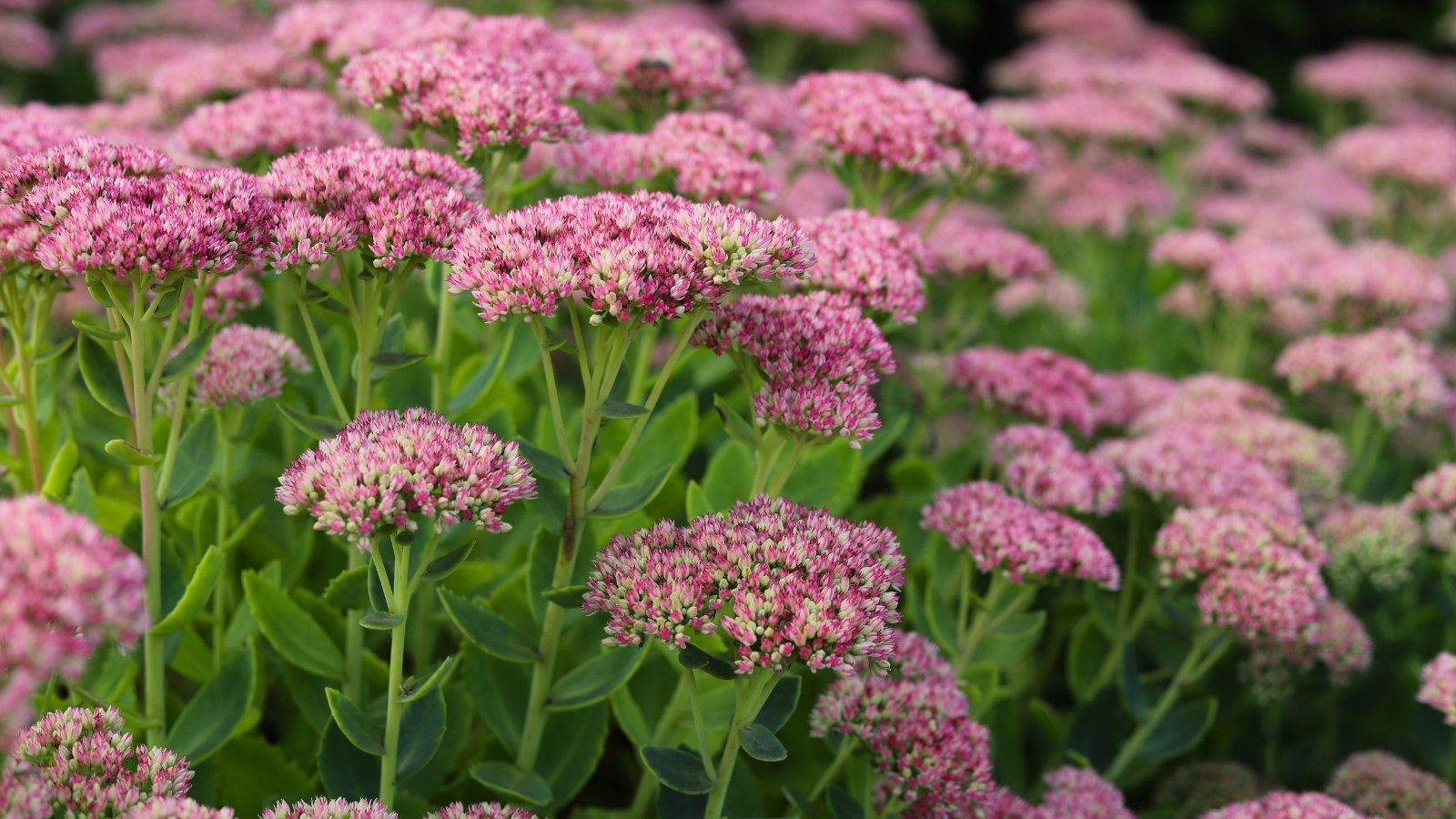 Fleshy, succulent leaves forming dense clusters, with star-shaped flowers in shades of pink.