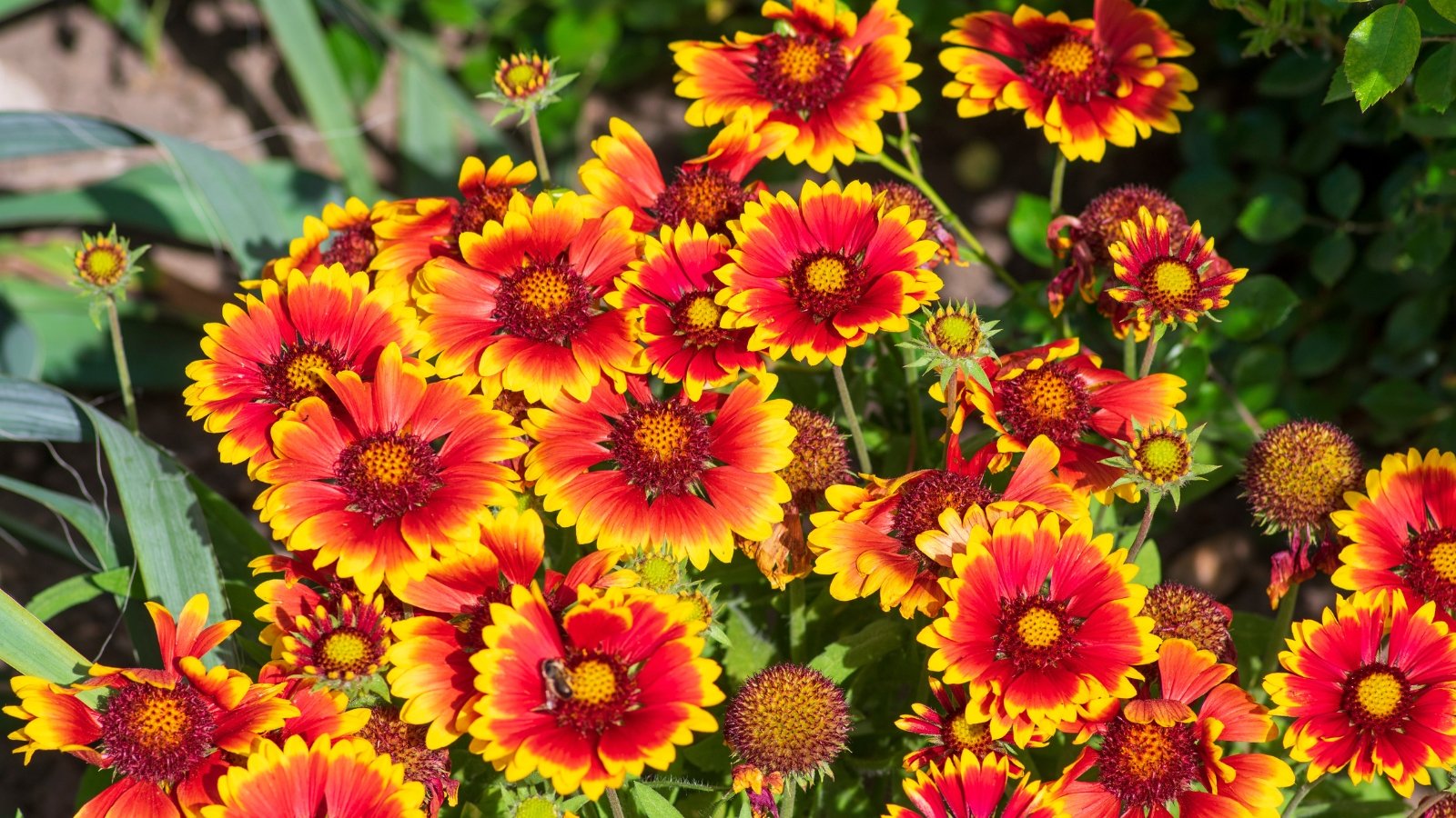 Close-up of Gaillardia aristata flowers, featuring red and yellow petals arranged in a striking pattern. The bloom shows a blend of vibrant colors.