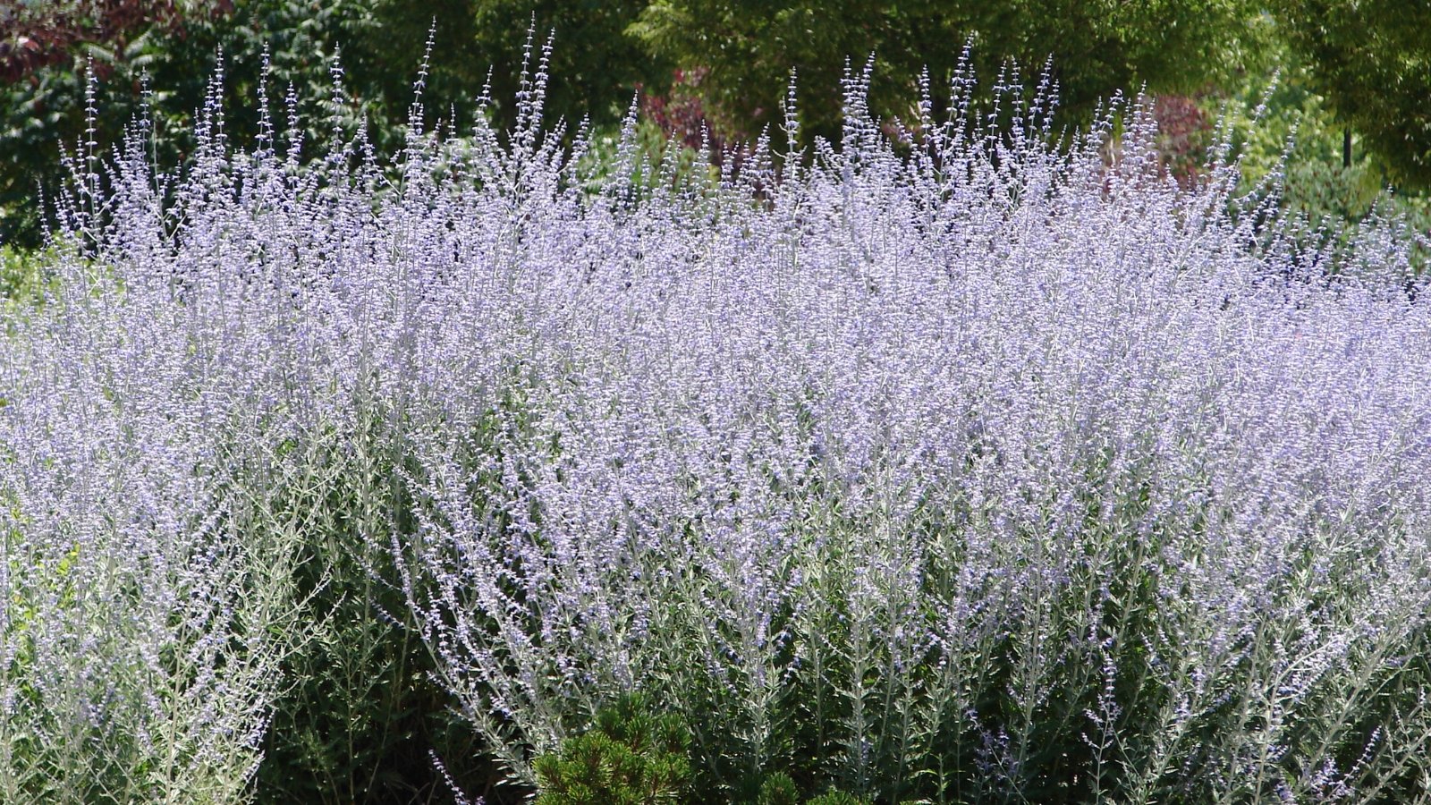 A sweeping mass of tall, airy stems covered in lavender-blue flowers, creating a soft, ethereal effect as the silvery-green foliage peeks through the dense blooms.