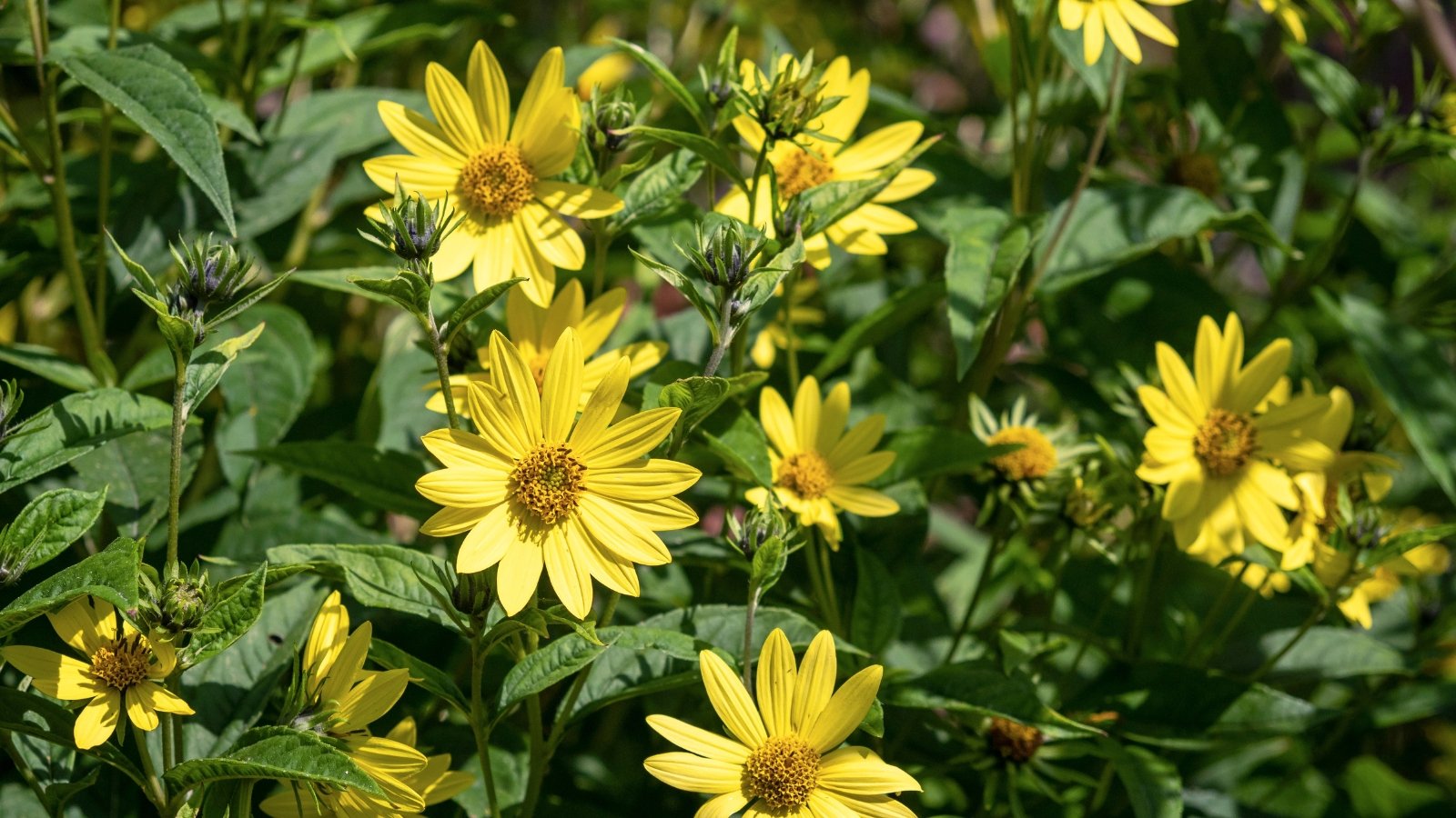 A field of Helianthus angustifolius with tall, slender stems and bright yellow blooms. The flowers are open and vibrant against a green backdrop.