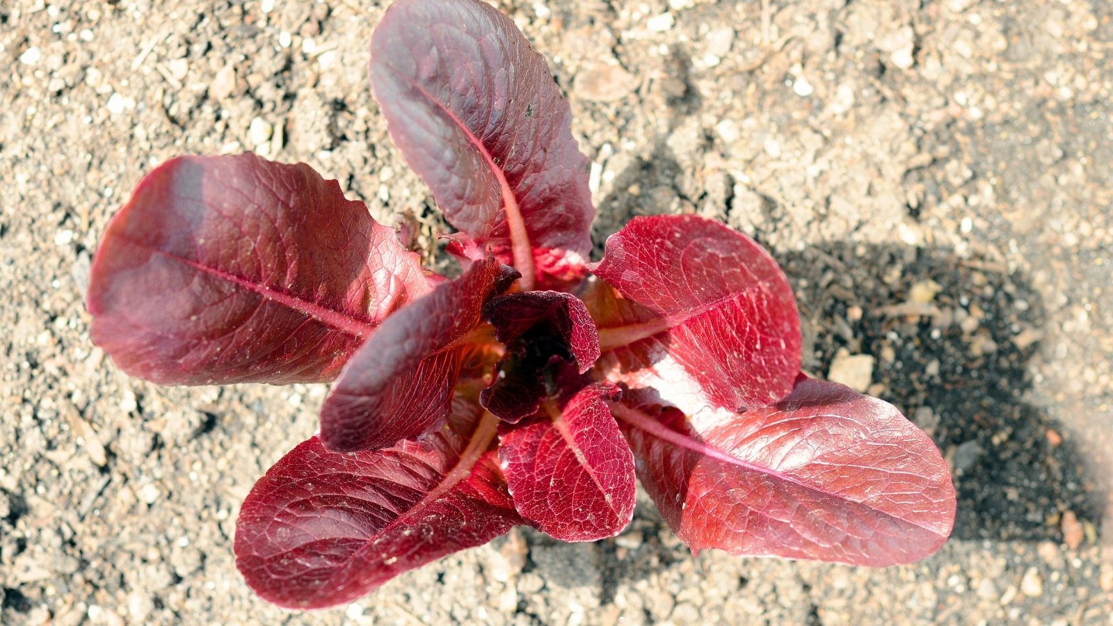 Loose, open head with vibrant, reddish-brown leaves have soft, ruffled edges tinged with green.
