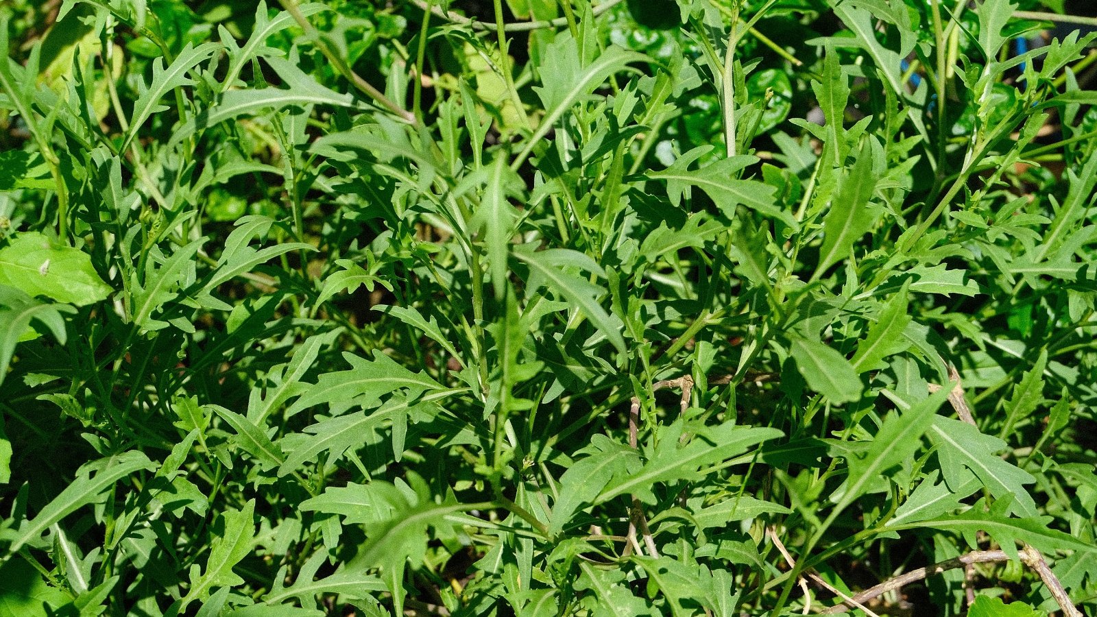 Tender, lobed green leaves form loose bunches on slender stems.
