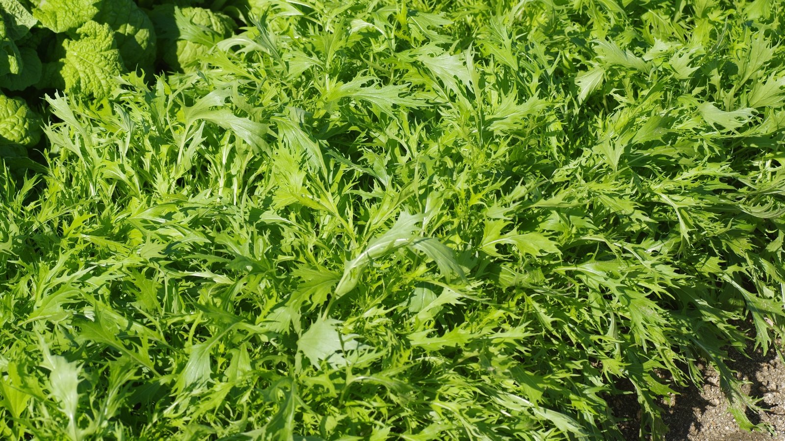 Thin, deeply serrated green leaves form a feathery, upright bunch on a sunny garden bed.