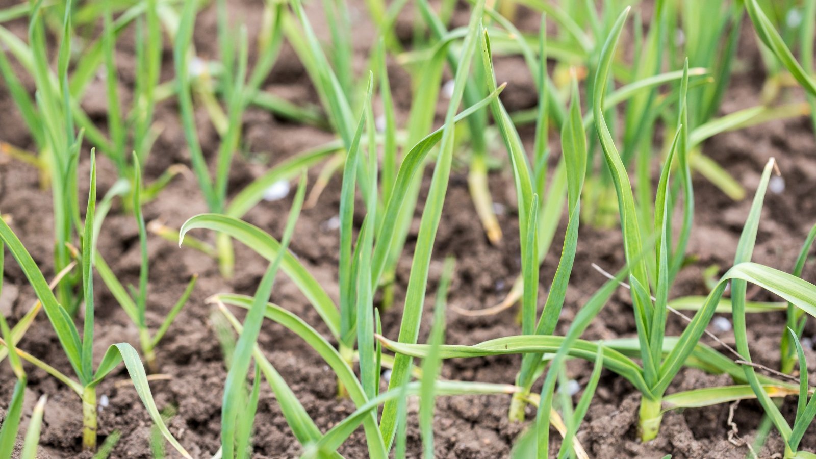 Sturdy short stems rise from the soil, framed by pale, yellowing leaves and weak growth.