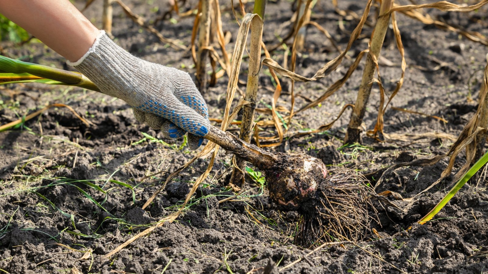 A close-up of a woman's hand in a gray glove pulling out garlic, with dry brown leaves hanging down, a round bulb covered in white papery skin and specks of black soil.
