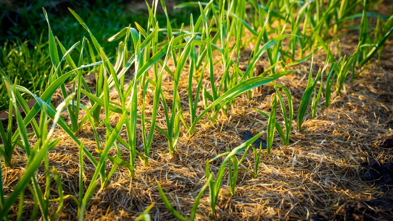 Garlic plants emerge from the mulched garden, showcasing tall green leaves that contrast with the rich, earthy brown mulch beneath them.
