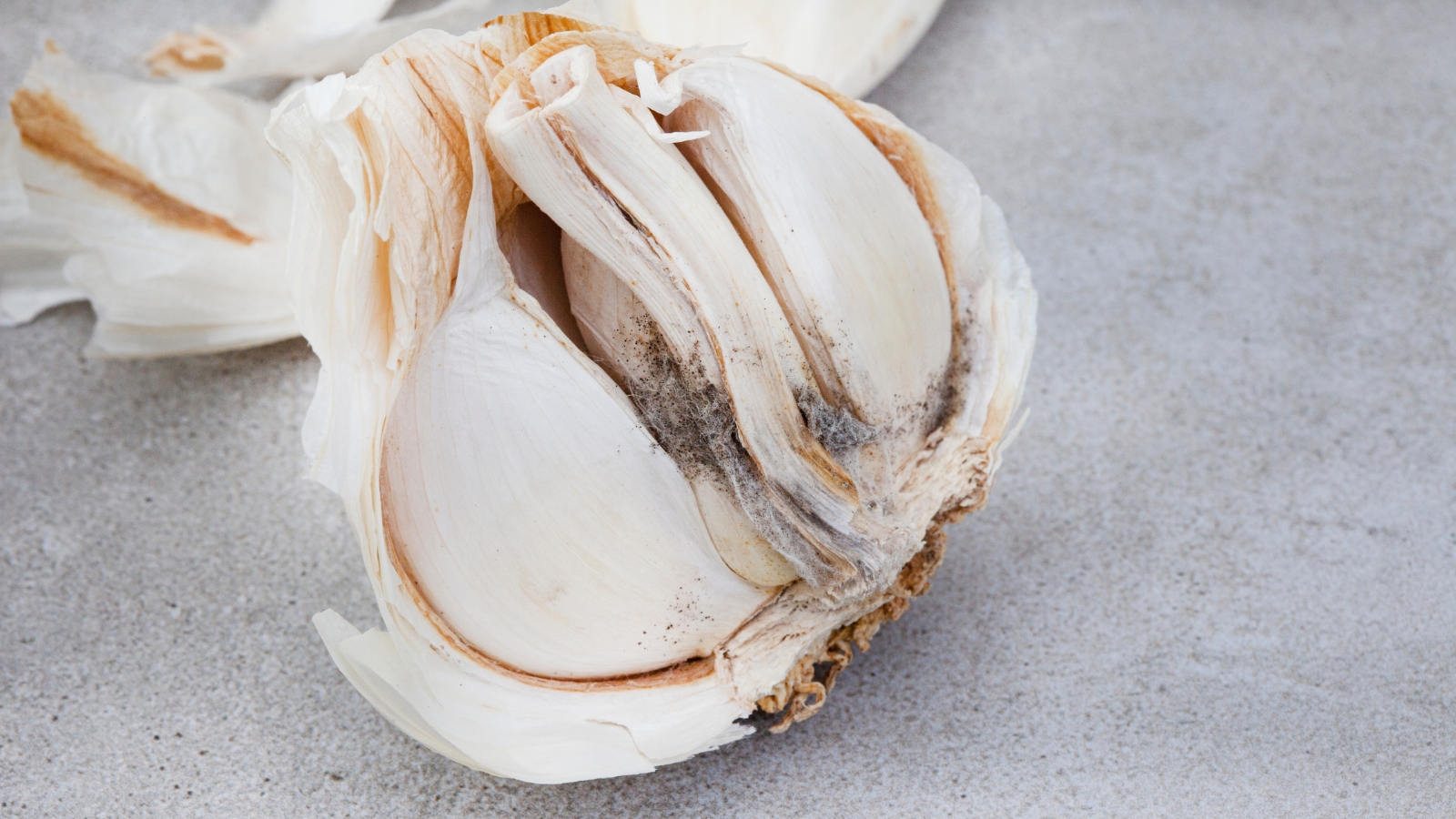 A close-up reveals a white head of garlic enveloped in a layer of gray mold, giving it a fuzzy, neglected appearance.
