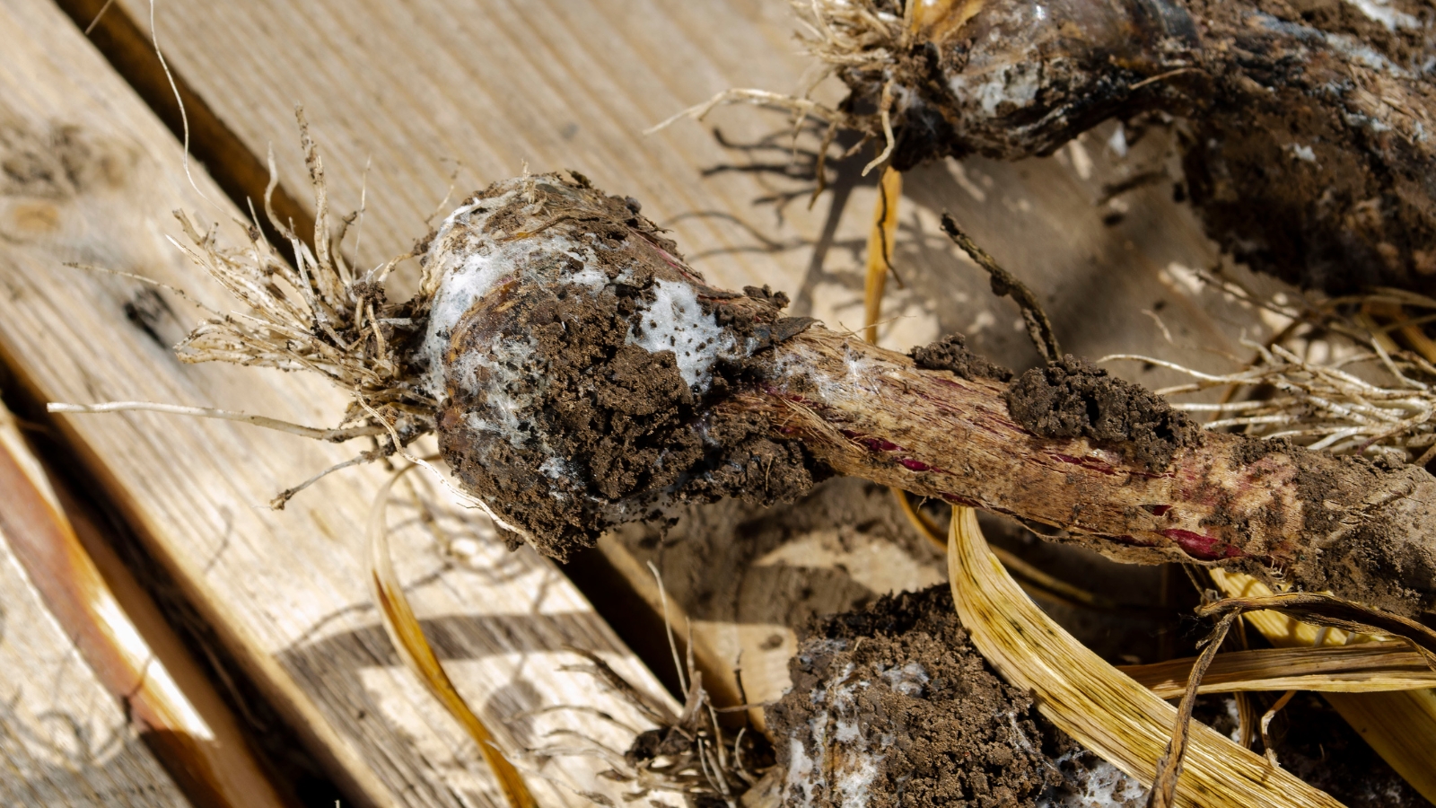 A close-up shows rotten bulbs covered in blue-gray mold, accompanied by decaying brown stems and leaves.