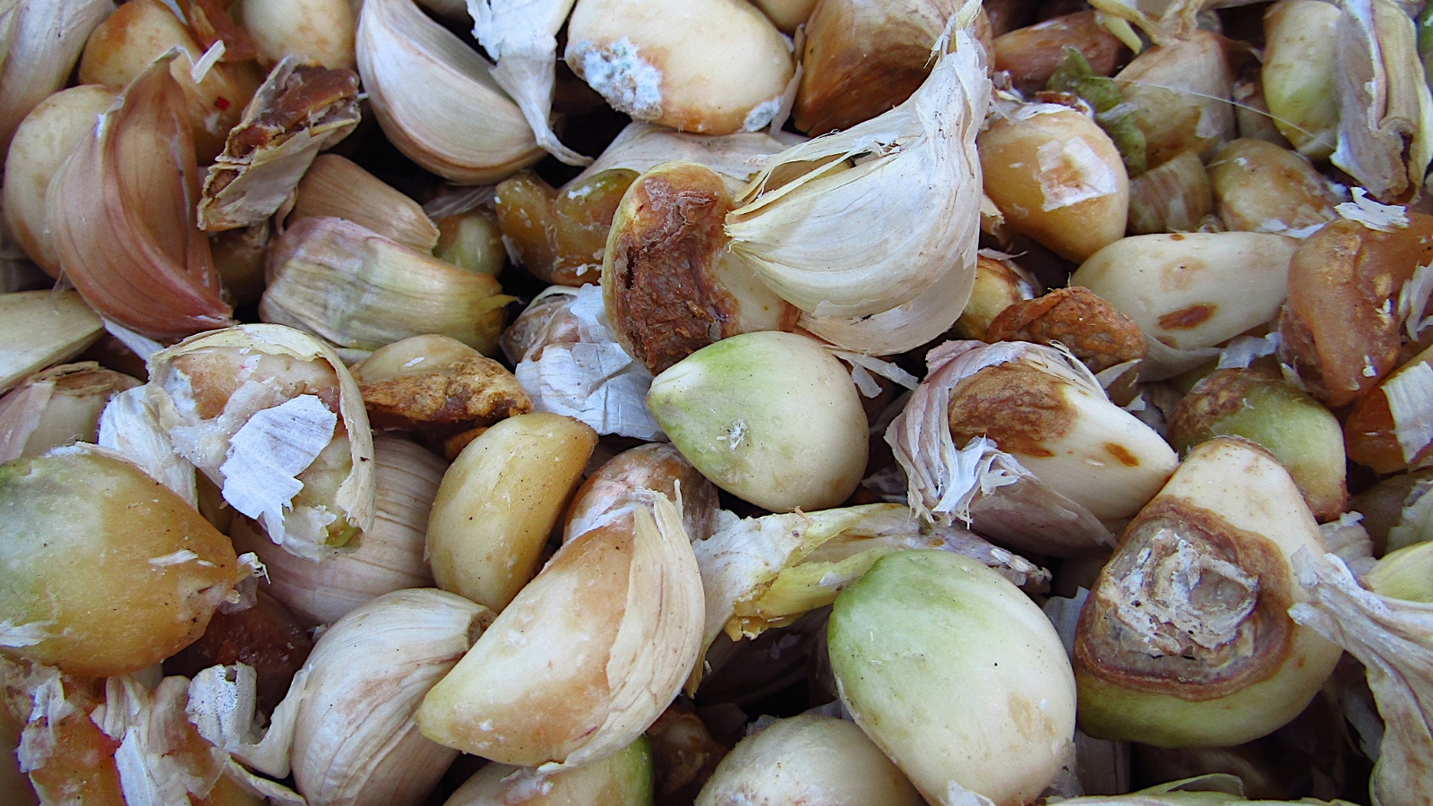 Garlic cloves affected by bulb mites appear discolored and shriveled, with a dusty, mottled surface and visible signs of decay.
