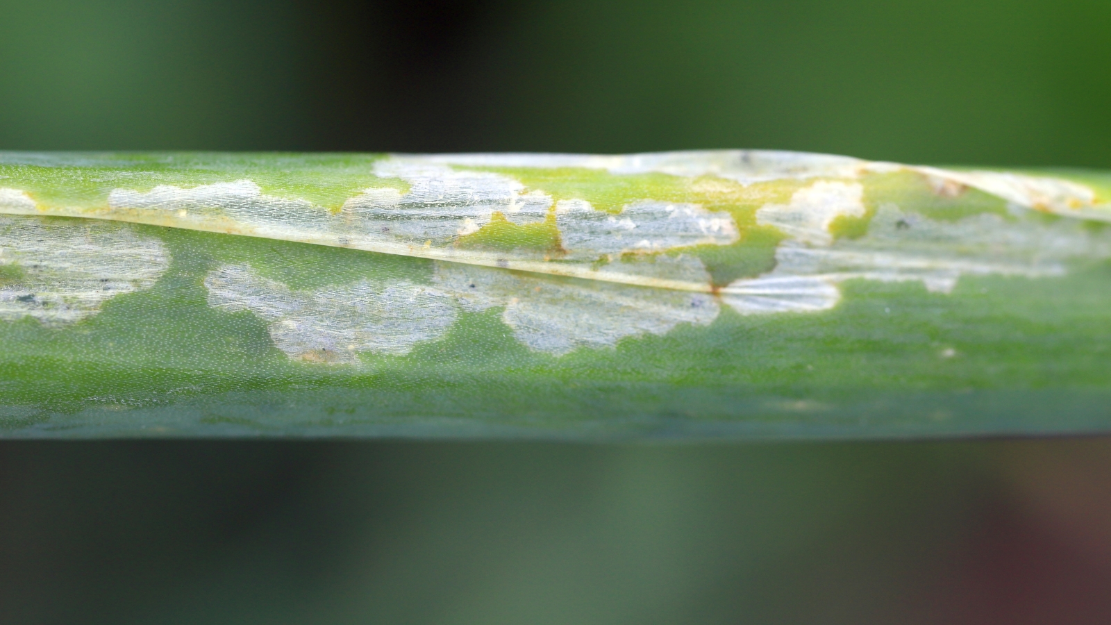 The garlic leaf shows distinctive, winding trails of damage caused by leaf miners, featuring yellowing patches and a wilted, frayed appearance.
