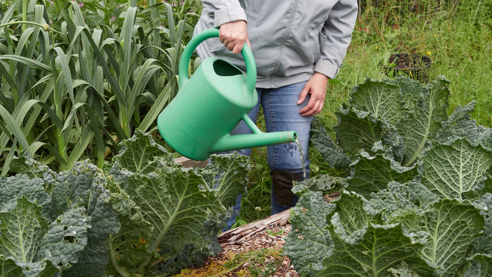 A gardener wearing a grey jacket waters a row of large, crinkled-leaf Brassica oleracea plants, growing in a lush, well-watered garden.