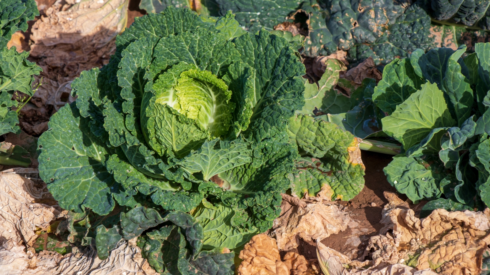 A young Brassica oleracea plant with tight, leafy clusters of wrinkled green leaves grows in dry, cracked soil covered with yellowing, fallen leaves.