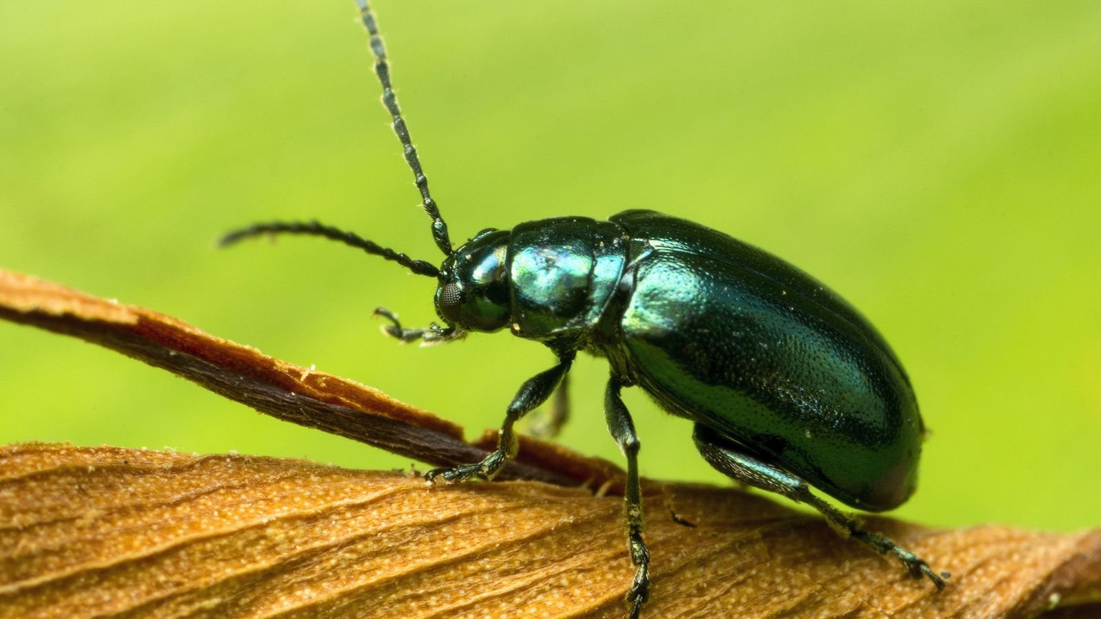 A close up shot of a bluish green flea beetle