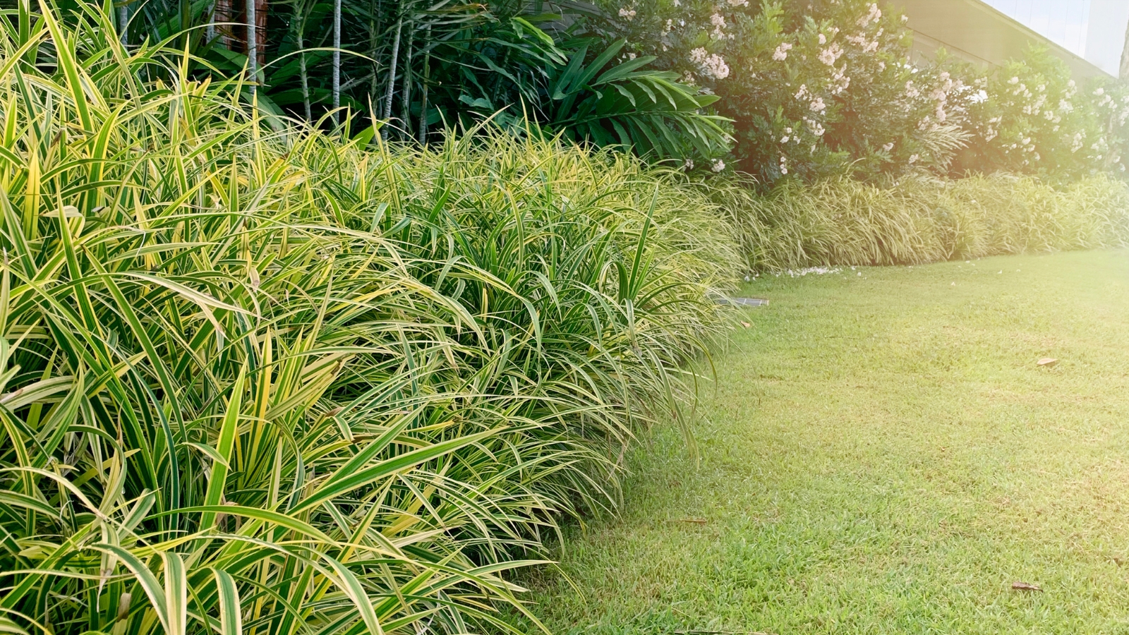 A garden filled with various green plants, their long, narrow leaves creating a lush, natural atmosphere with layers of vibrant greenery.