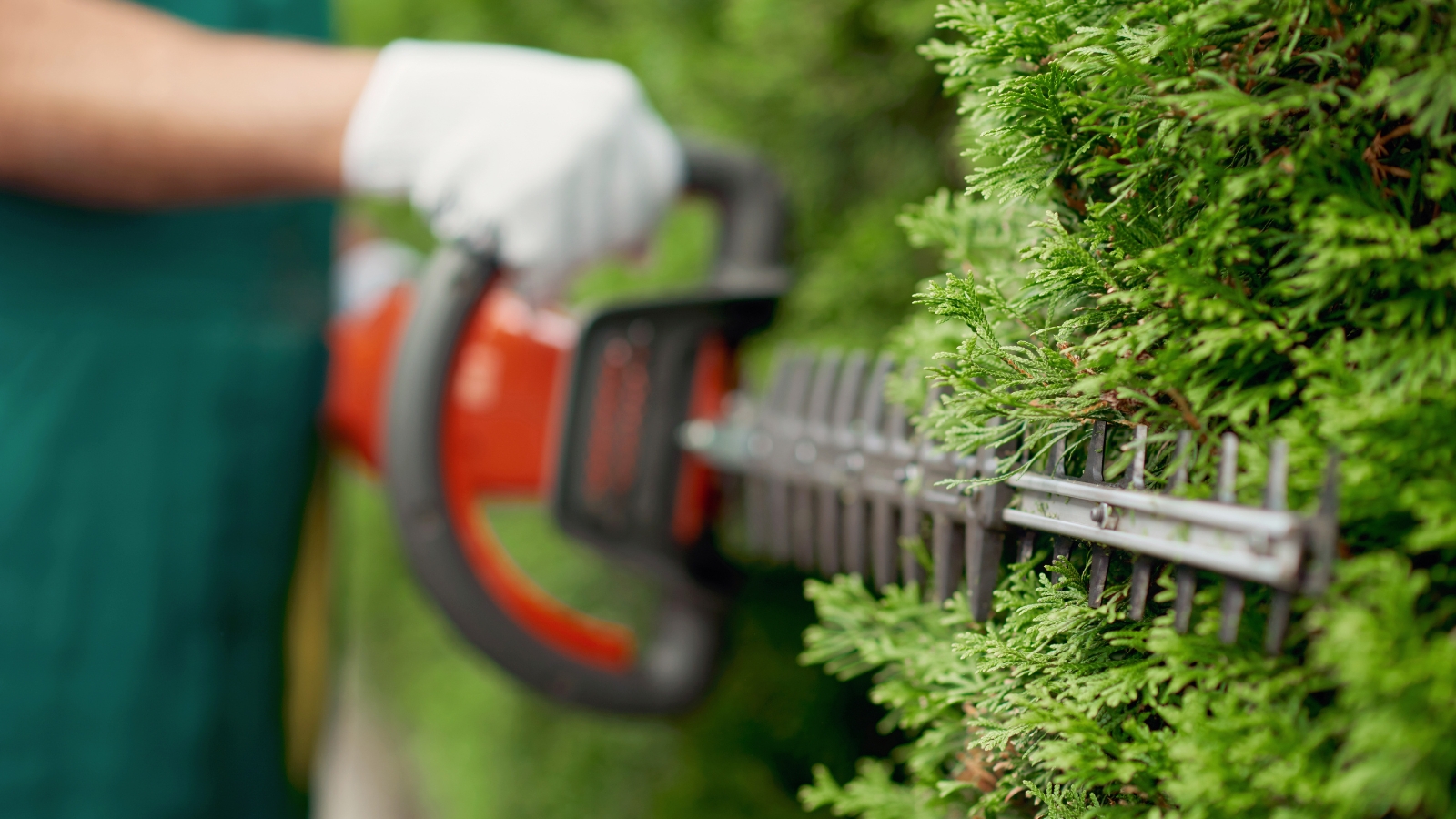 Close-up of a garden tool working along the edges of dense green shrubs, the sharp metal contrasting with the lush, vibrant leaves.