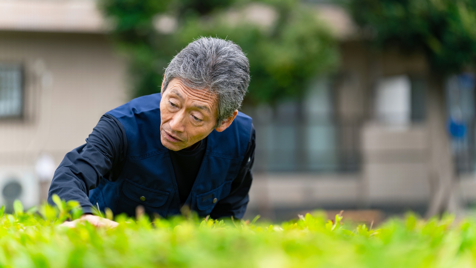 An elderly gardener inspects green foliage closely, leaning in to examine the dense, healthy leaves.